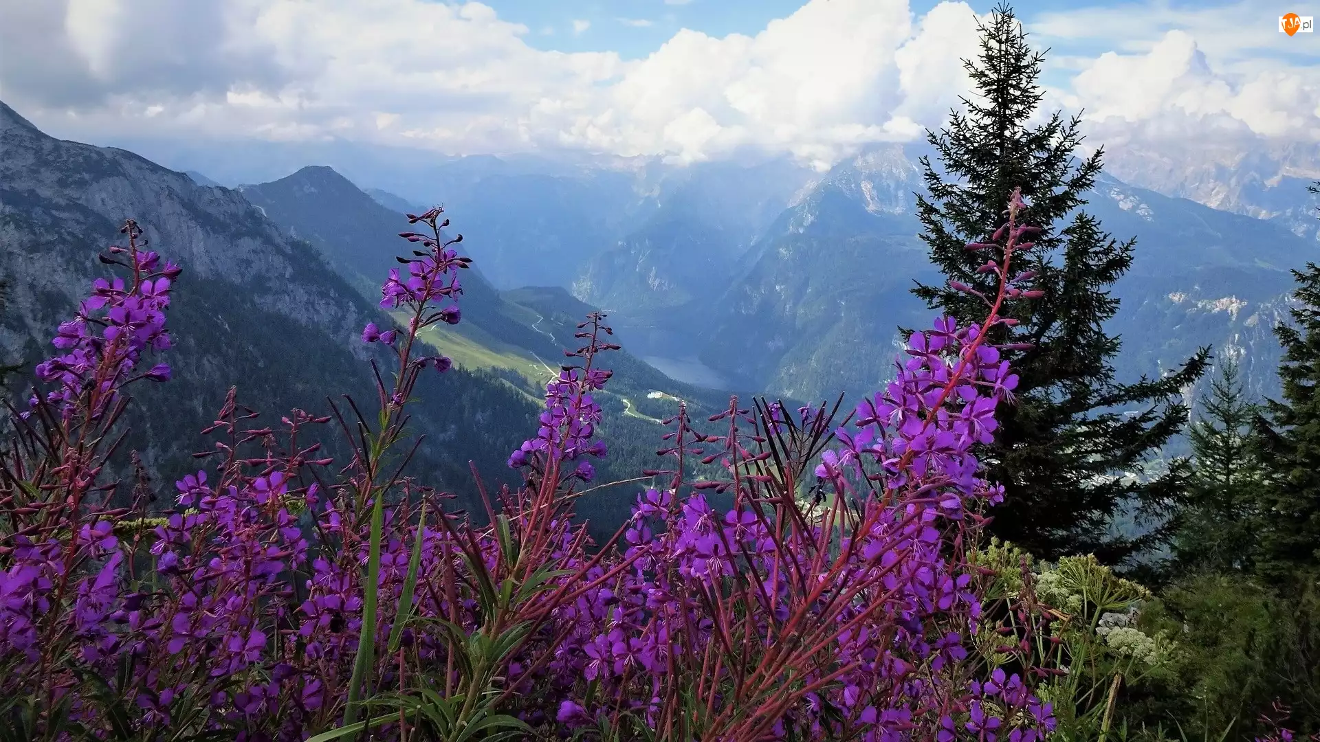 Alpy Berchtesgadeńskie, Drzewa, Niemcy, Góry, Berchtesgaden, Kwiaty, Fioletowe