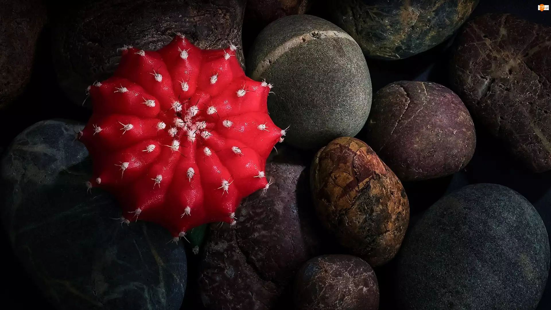 Kamienie, Czerwony, Kaktus