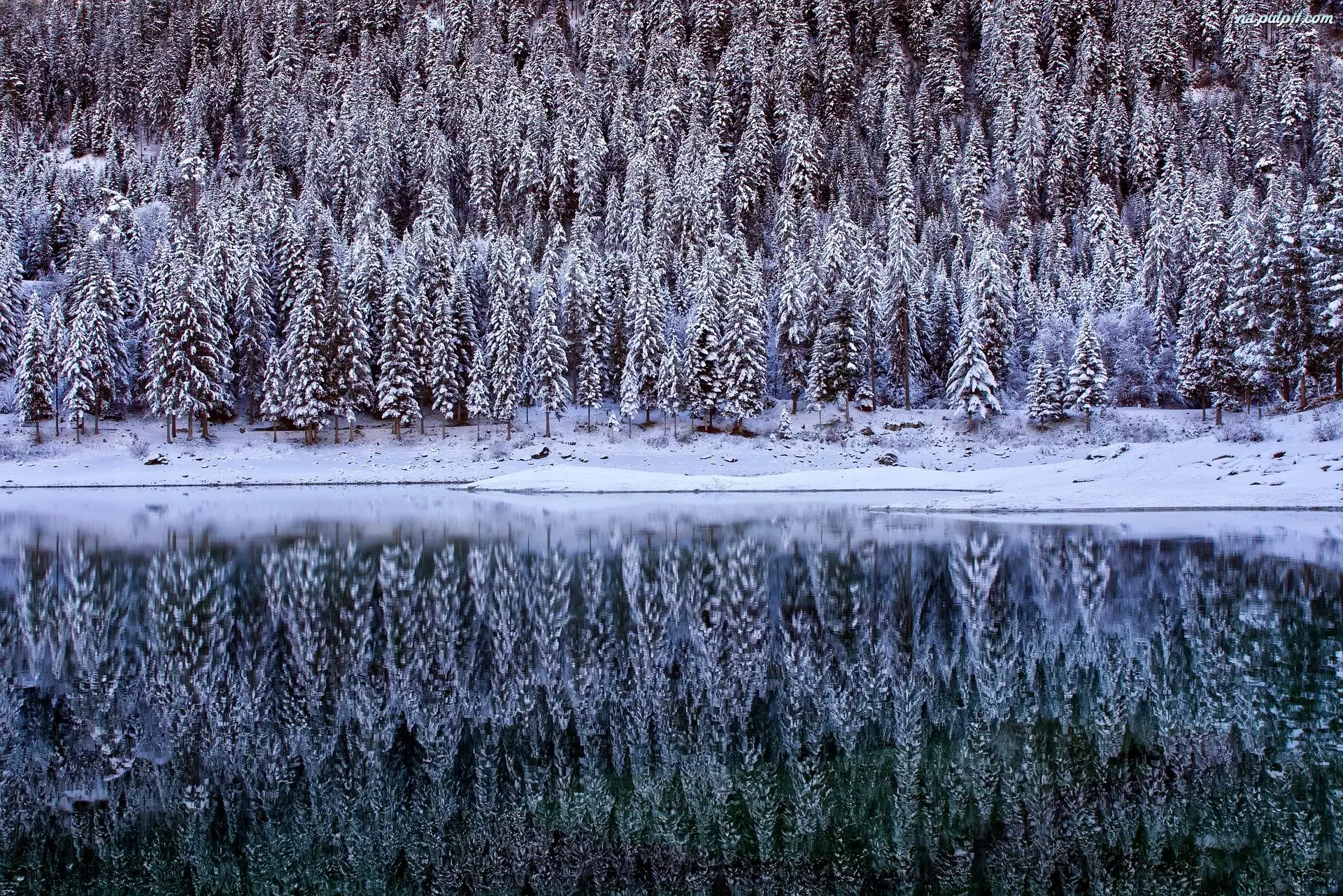 Drzewa, Odbicie, Jezioro, Zima, Śnieg