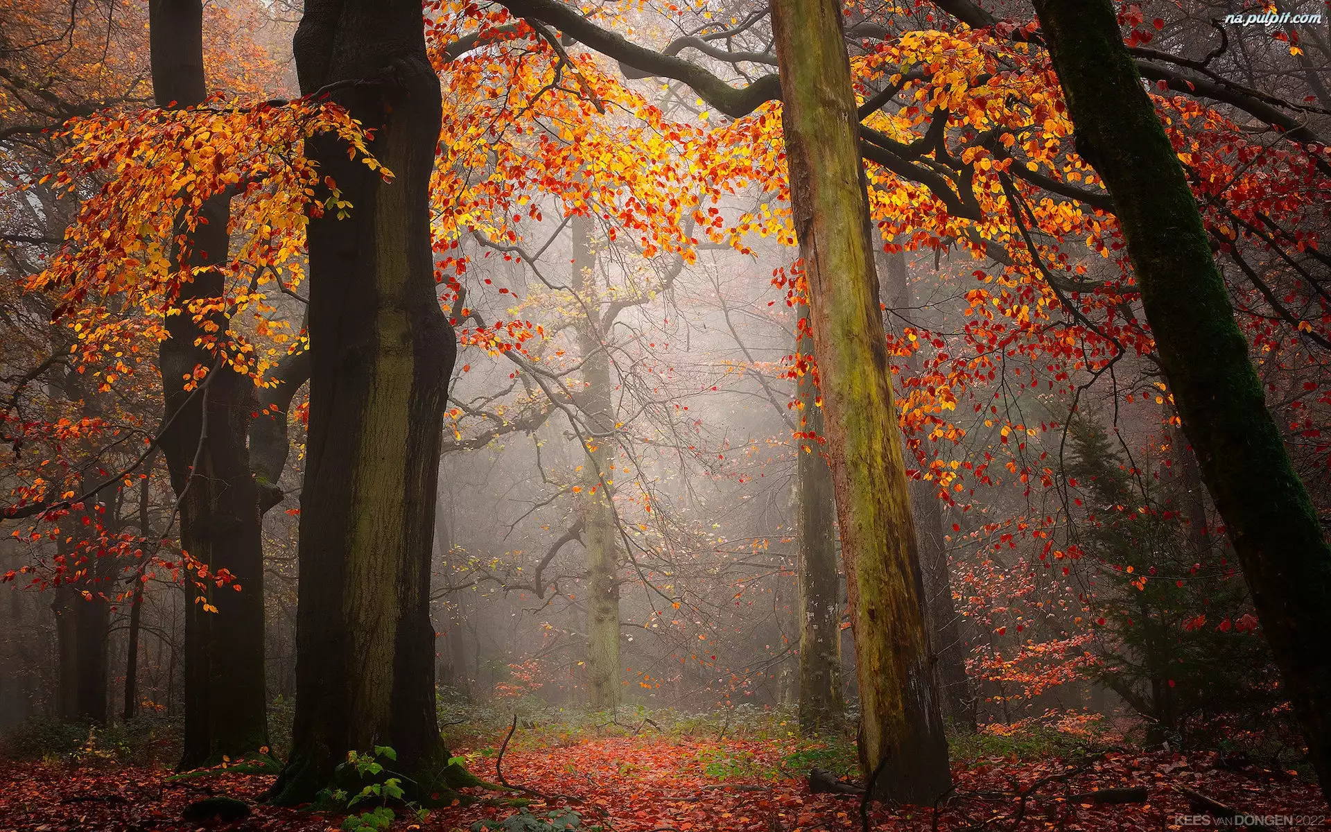 Jesień, Mgła, Drzewa, Las, Liście