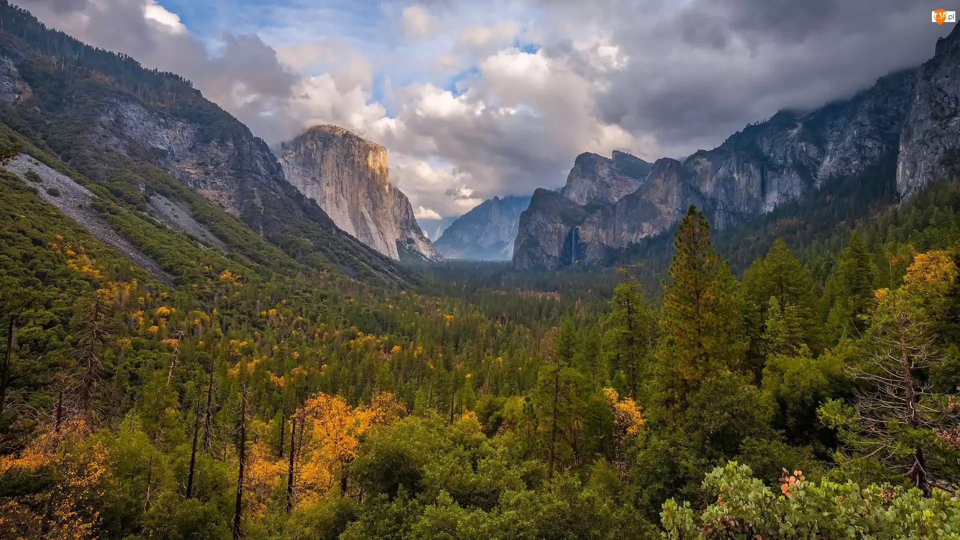 Stany Zjednoczone, Góry, Kalifornia, Park Narodowy Yosemite, Drzewa