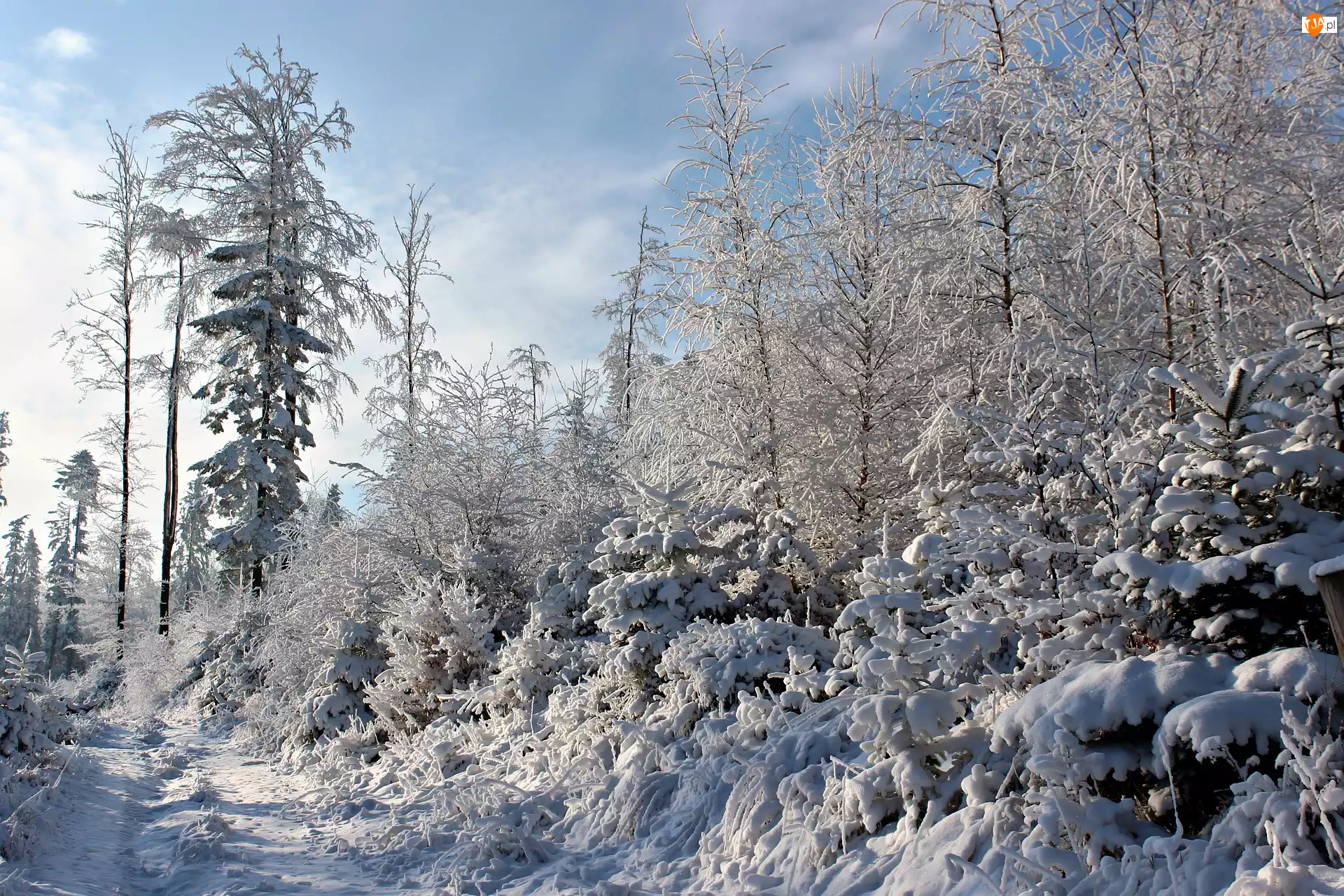 Drzewa, Śnieg, Las, Zima, Ścieżka