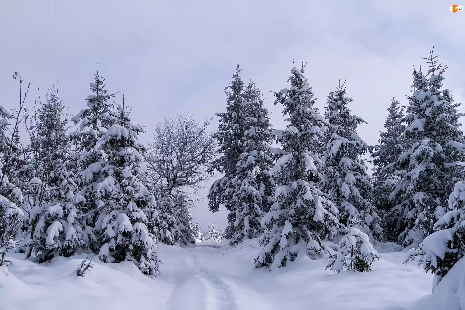 Droga, Zima, Drzewa, Las Śnieg