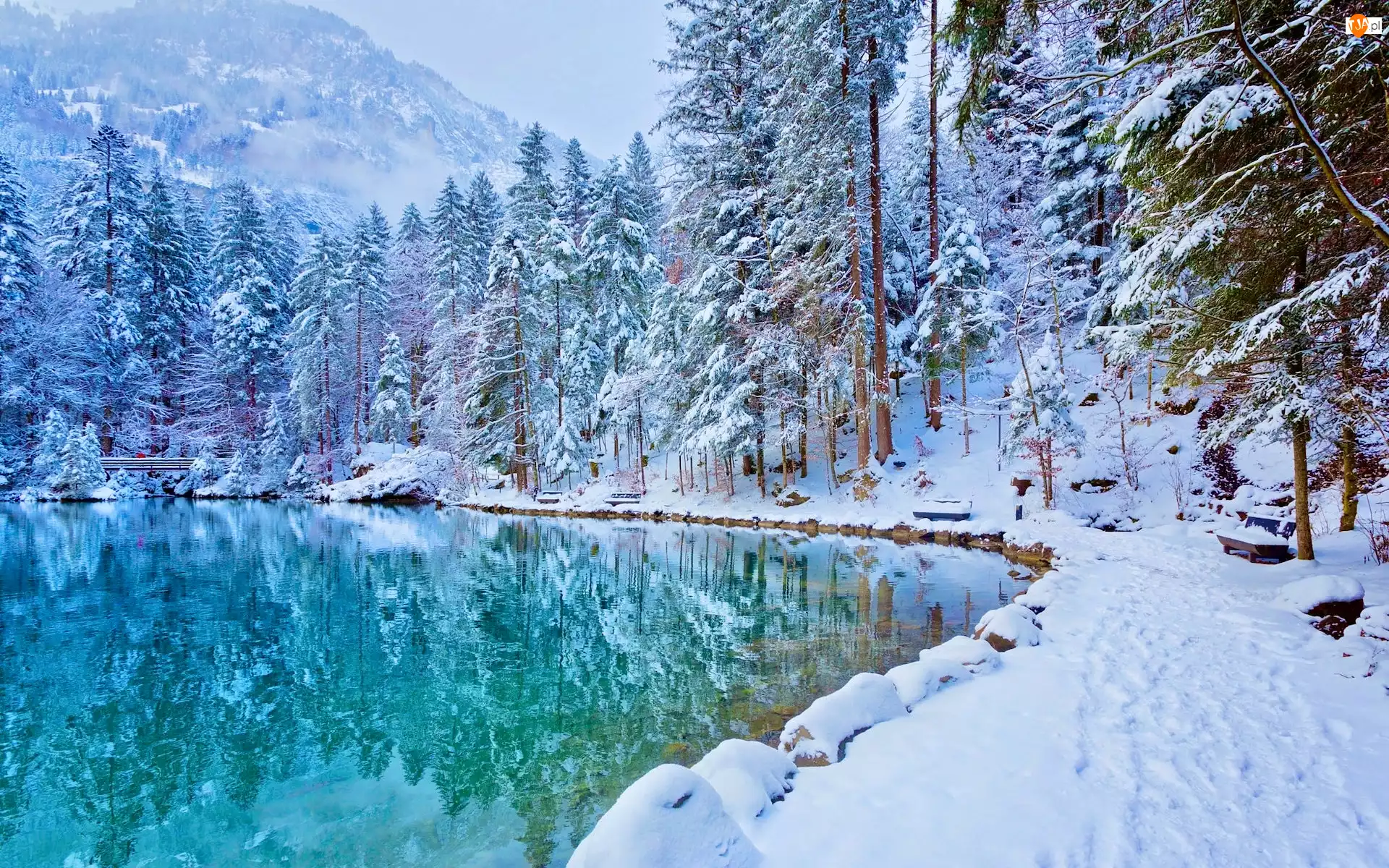 Zima, Ośnieżone, Jezioro Blausee, Szwajcaria, Drzewa