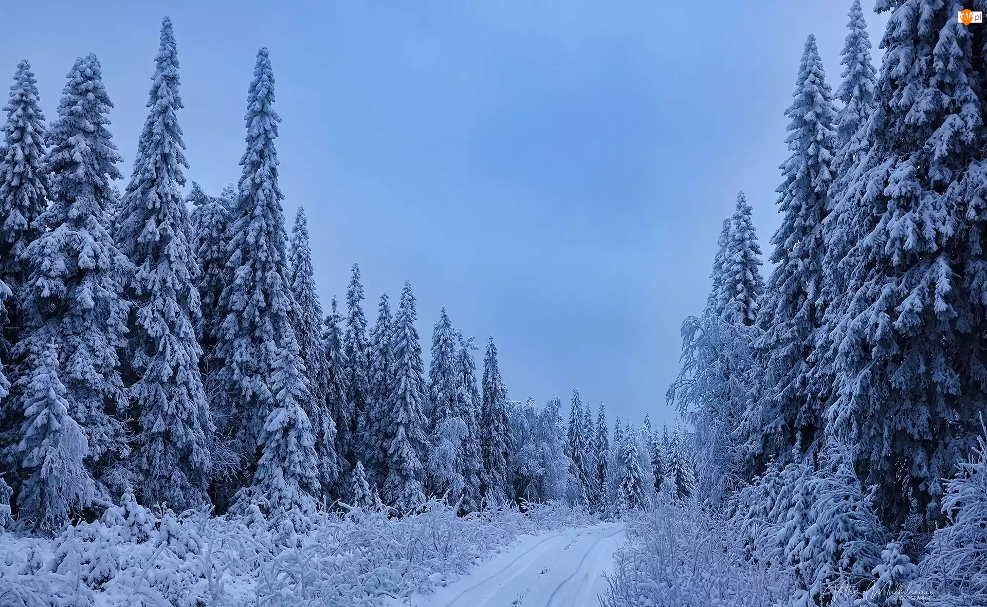 Droga, Drzewa, Śnieg, Zima, Las
