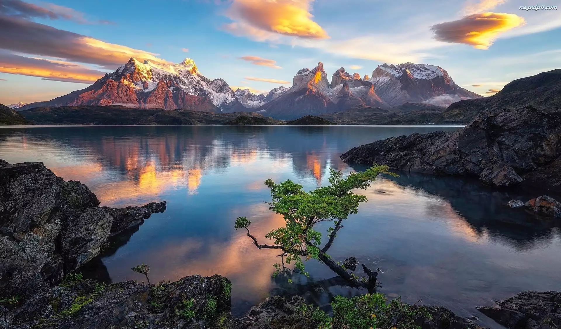 Jezioro Pehoe, Drzewo, Chile, Park Narodowy Torres del Paine, Patagonia, GĂłry Cordillera del Paine, SkaĹy