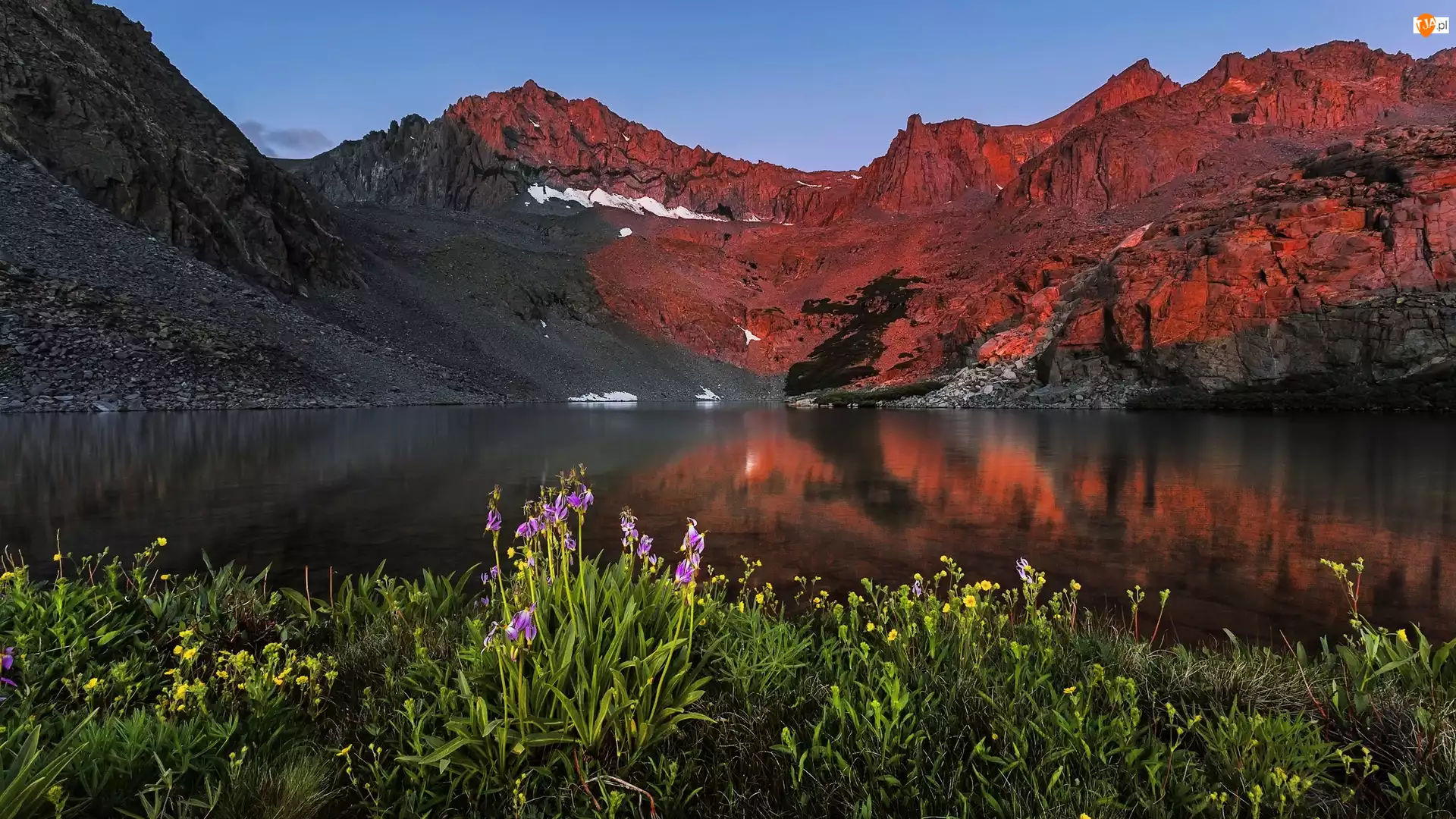 Sierra Nevada, Kwiaty, Stany Zjednoczone, Góry, Kalifornia, Birch Lake, Jezioro