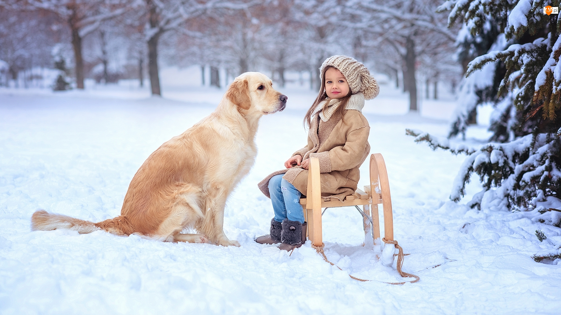 Pies, Dziewczynka, Sanki, Zima, Golden retriever, Śnieg