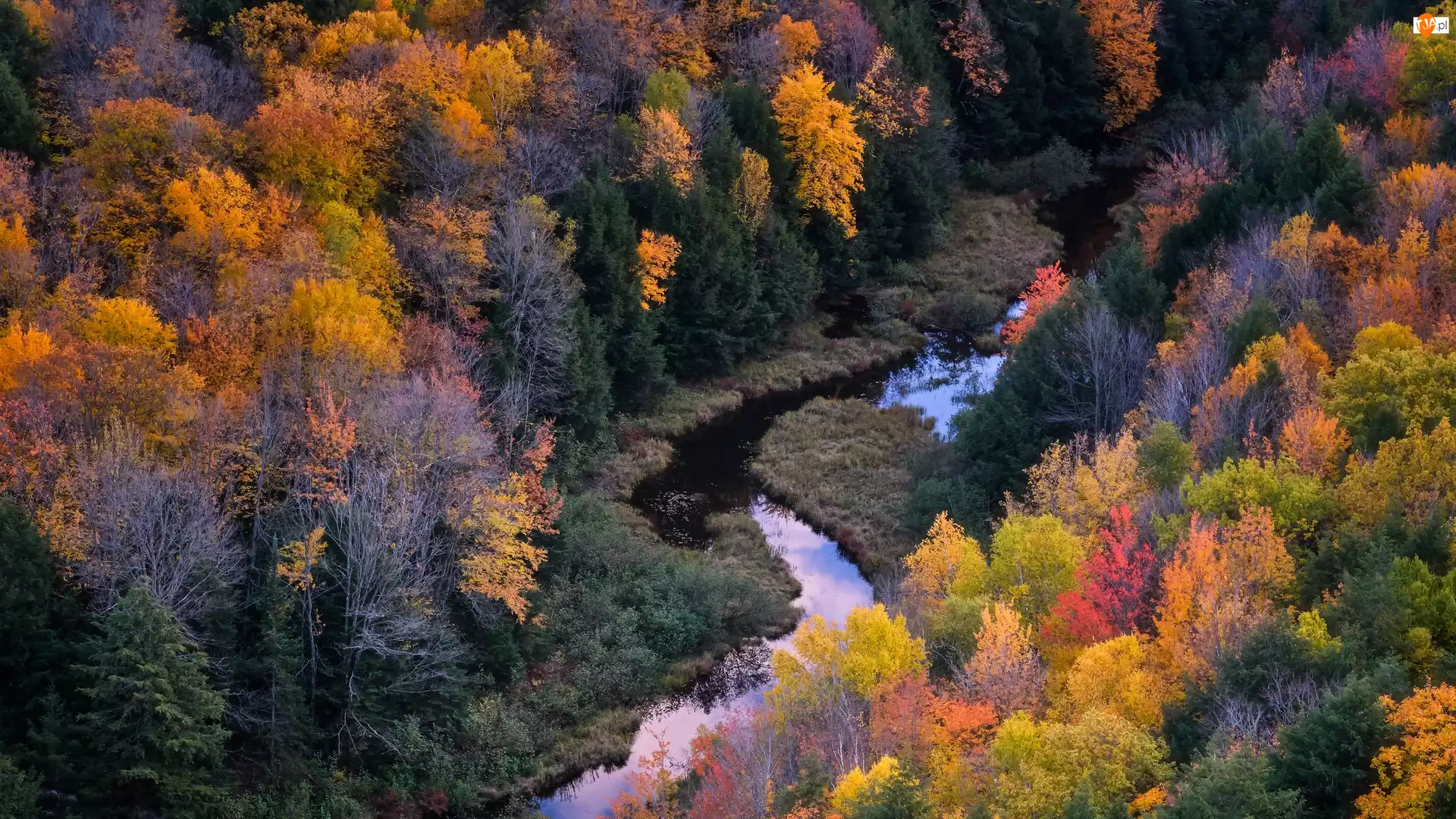 Rzeka, Drzewa, Las, Jesień, Kolorowe