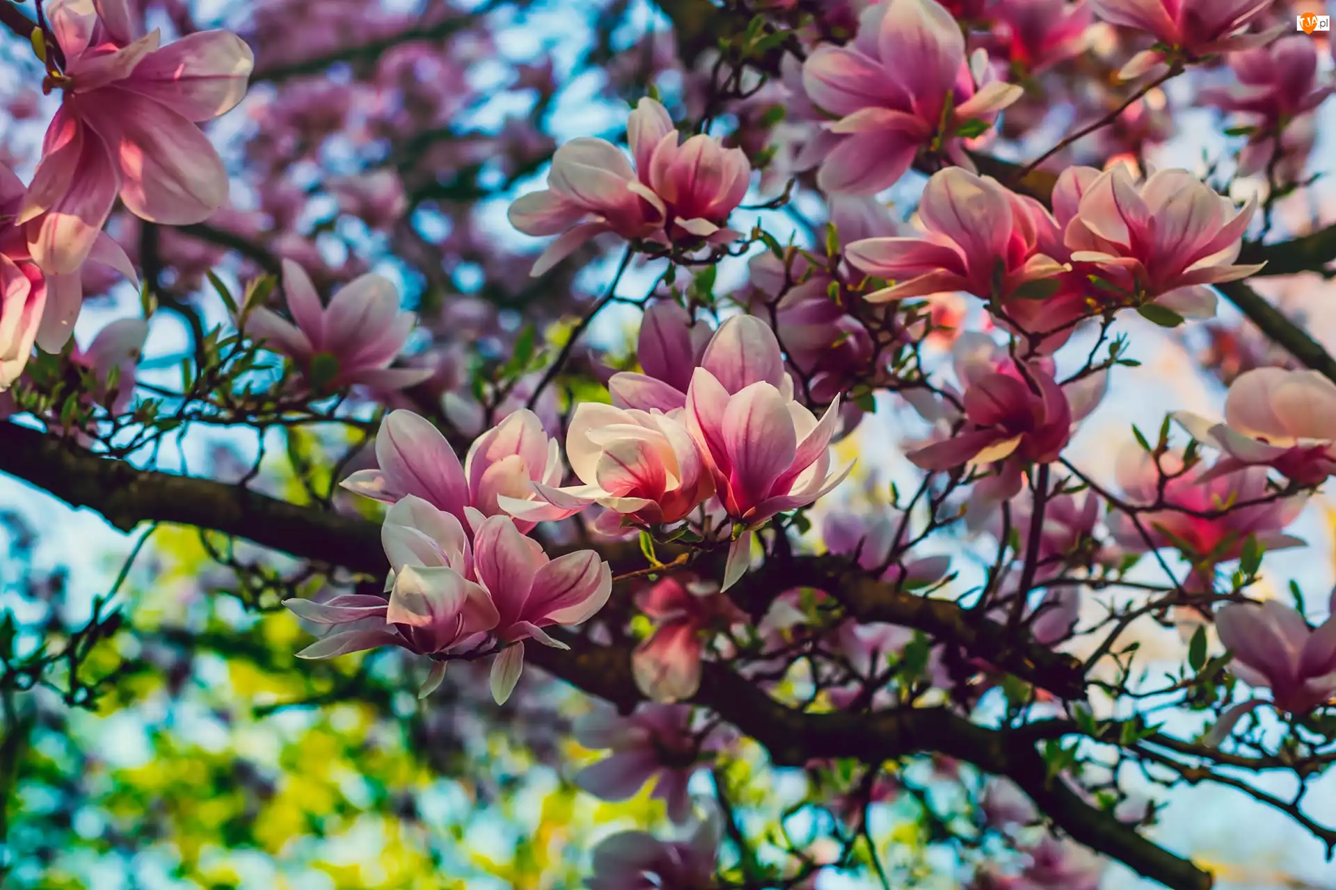 Kwiaty, Krzew, Magnolia