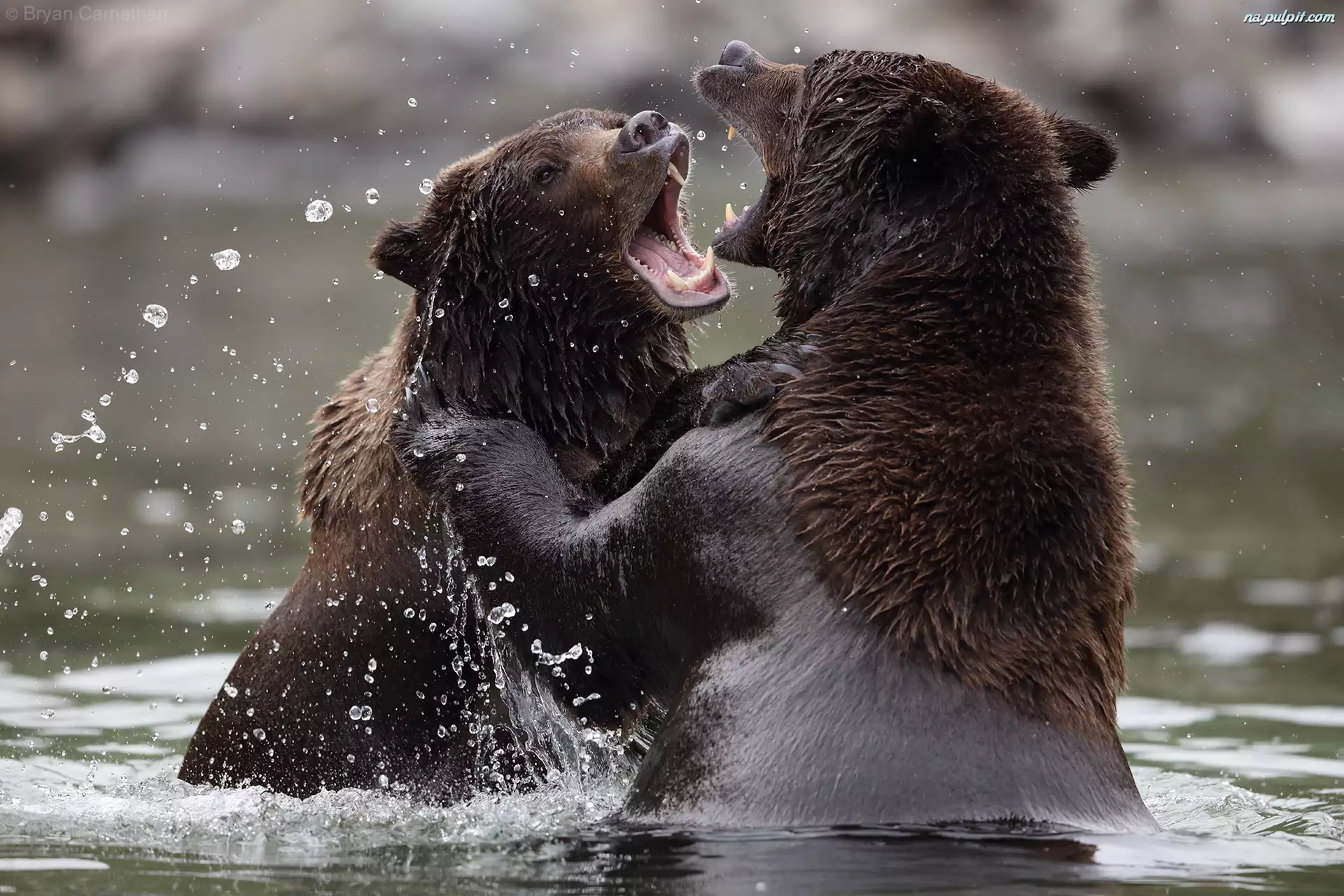 Woda, Niedźwiedzie, Rywalizacja