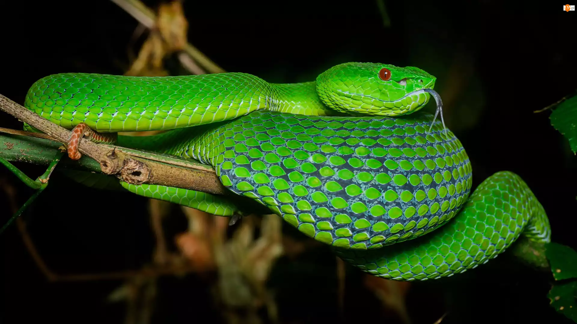 Żmija zielona, Zielony, Wąż