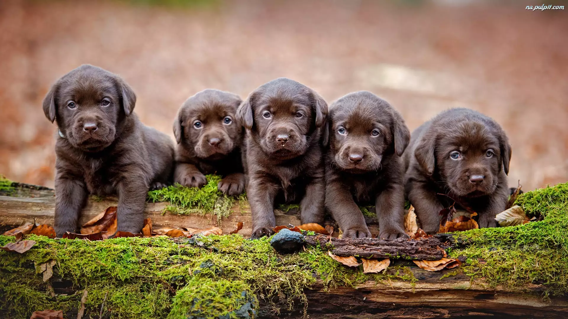 Labradory retrievery, Psy, Szczeniaki, Brązowe