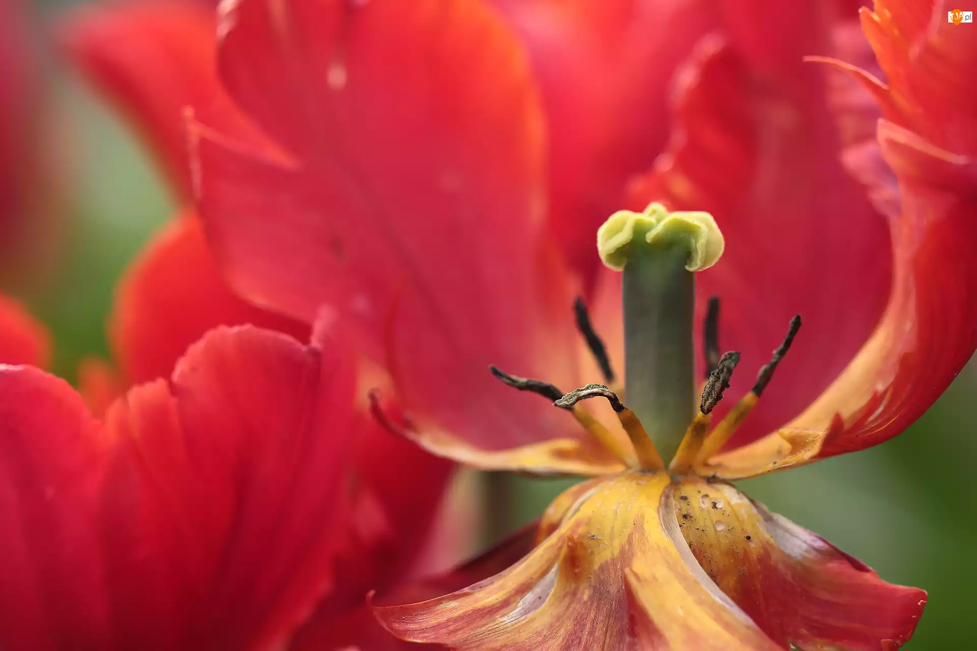 Pręciki, Tulipan, Czerwony, Kwiat