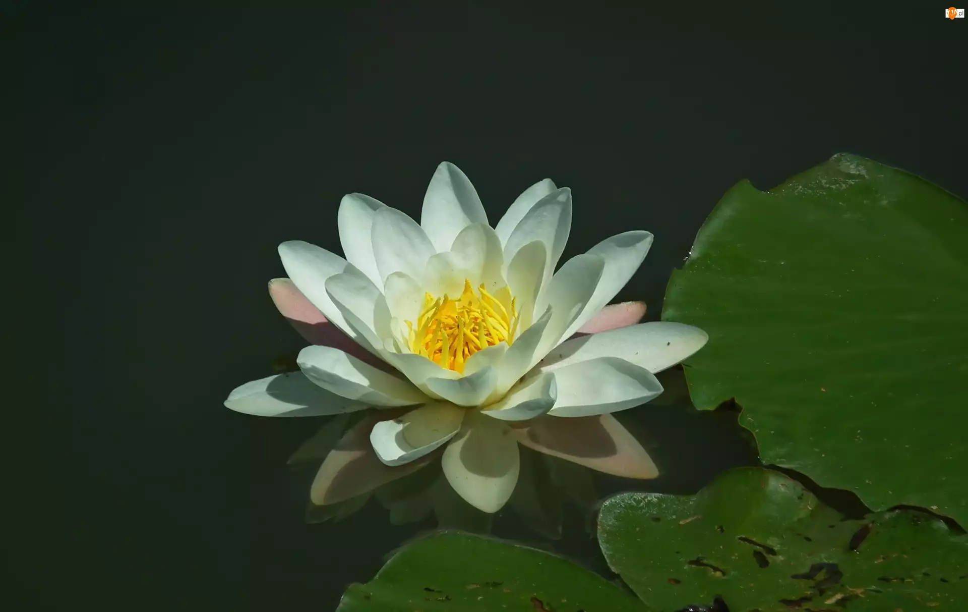 Lilia wodna, Przyroda, Kwiat