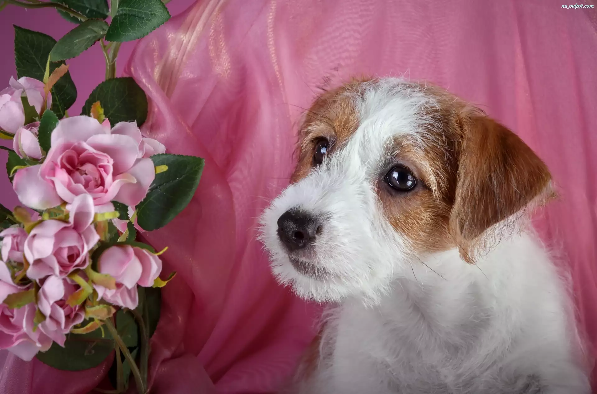 Kwiaty, Szczeniak, Jack Russell terrier