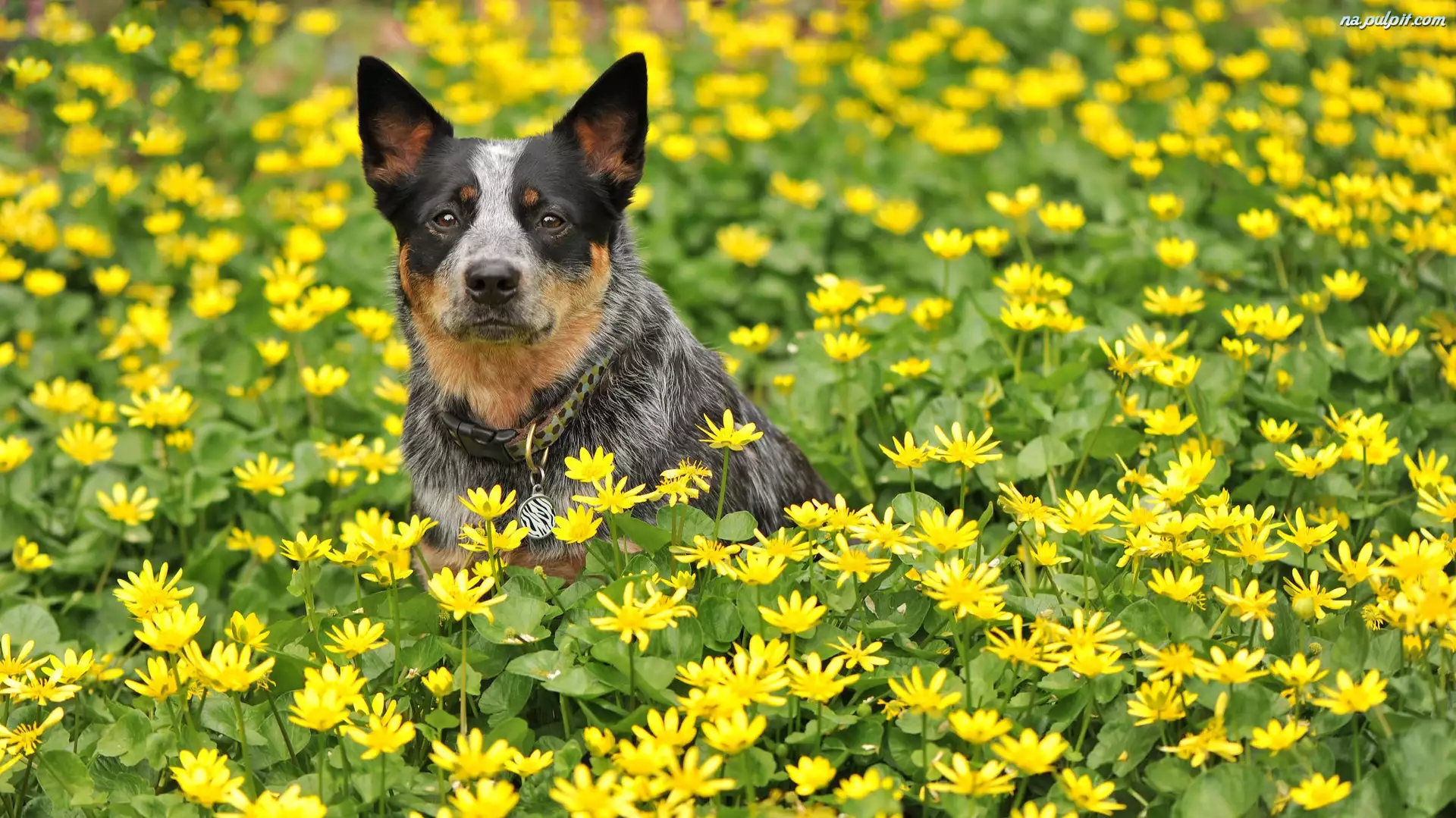 Kwiaty, Australian cattle dog, Łąka