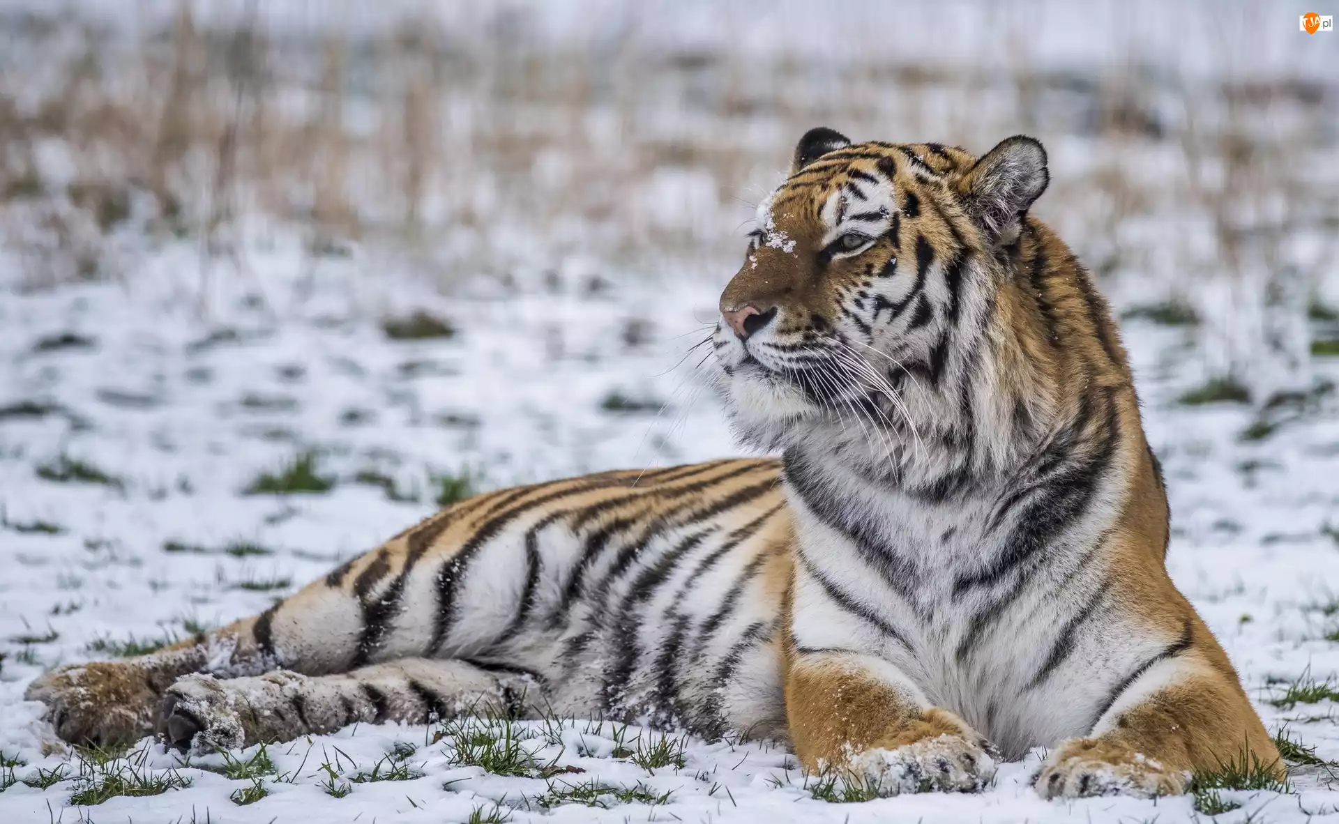 Zima, Leżący, Tygrys, Śnieg