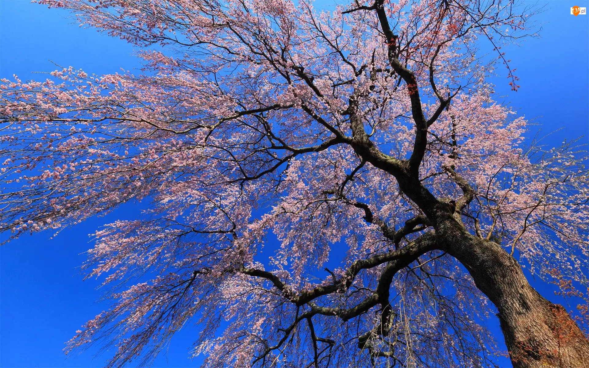 Wiosna, Kwitnące, Drzewo, Niebo