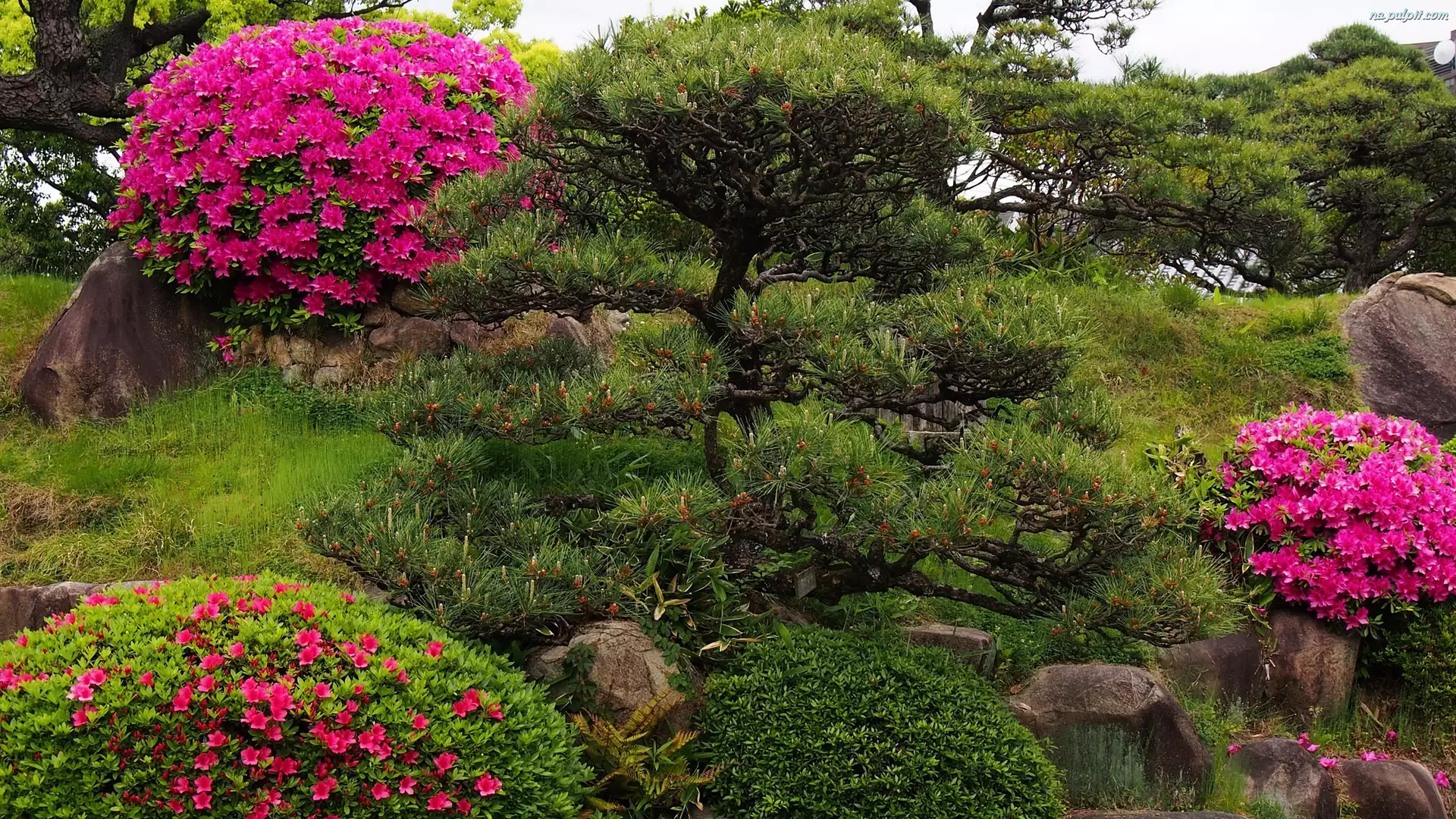 Rododendrony, Park, Krzewy