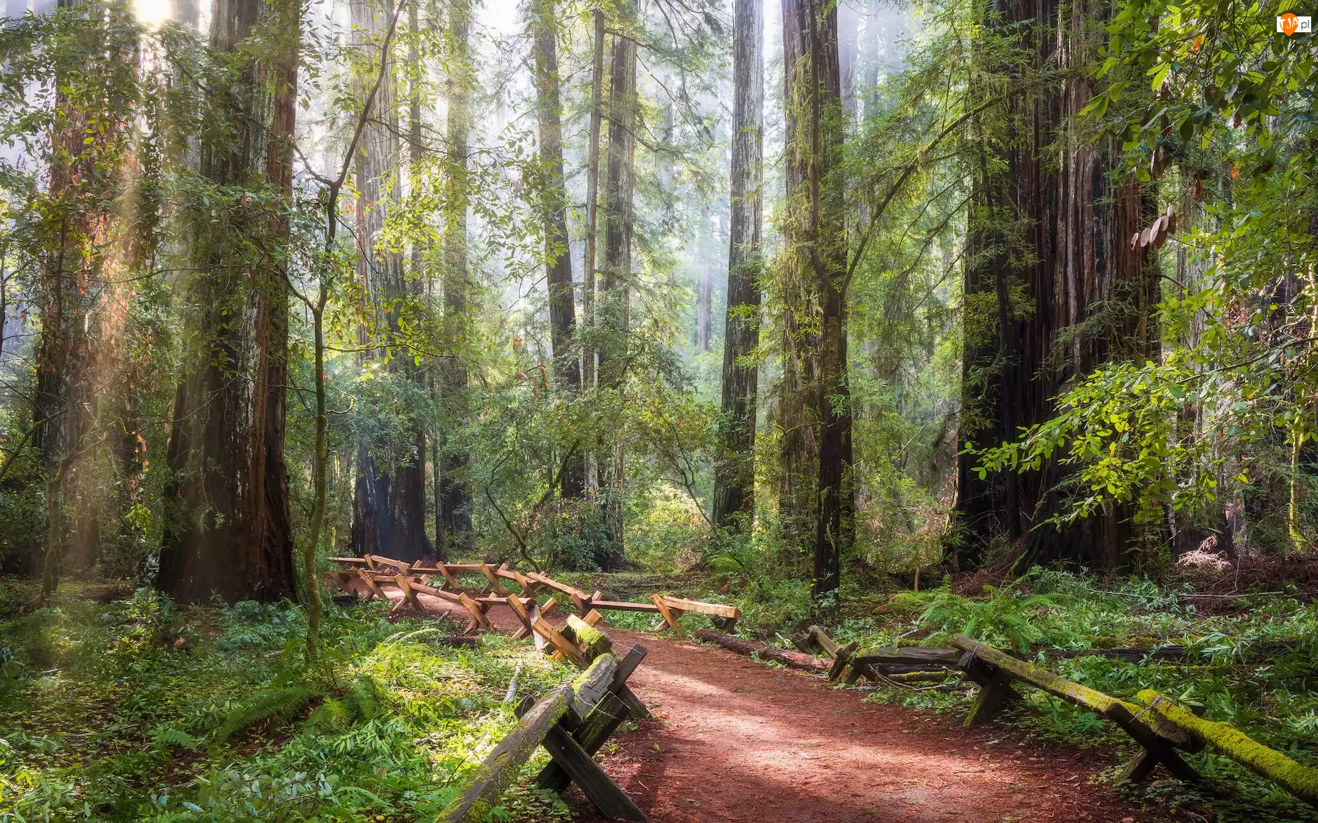 Drzewa, Sekwoje, Stany Zjednoczone, Las, Kalifornia, Park Narodowy Redwood, Ścieżka