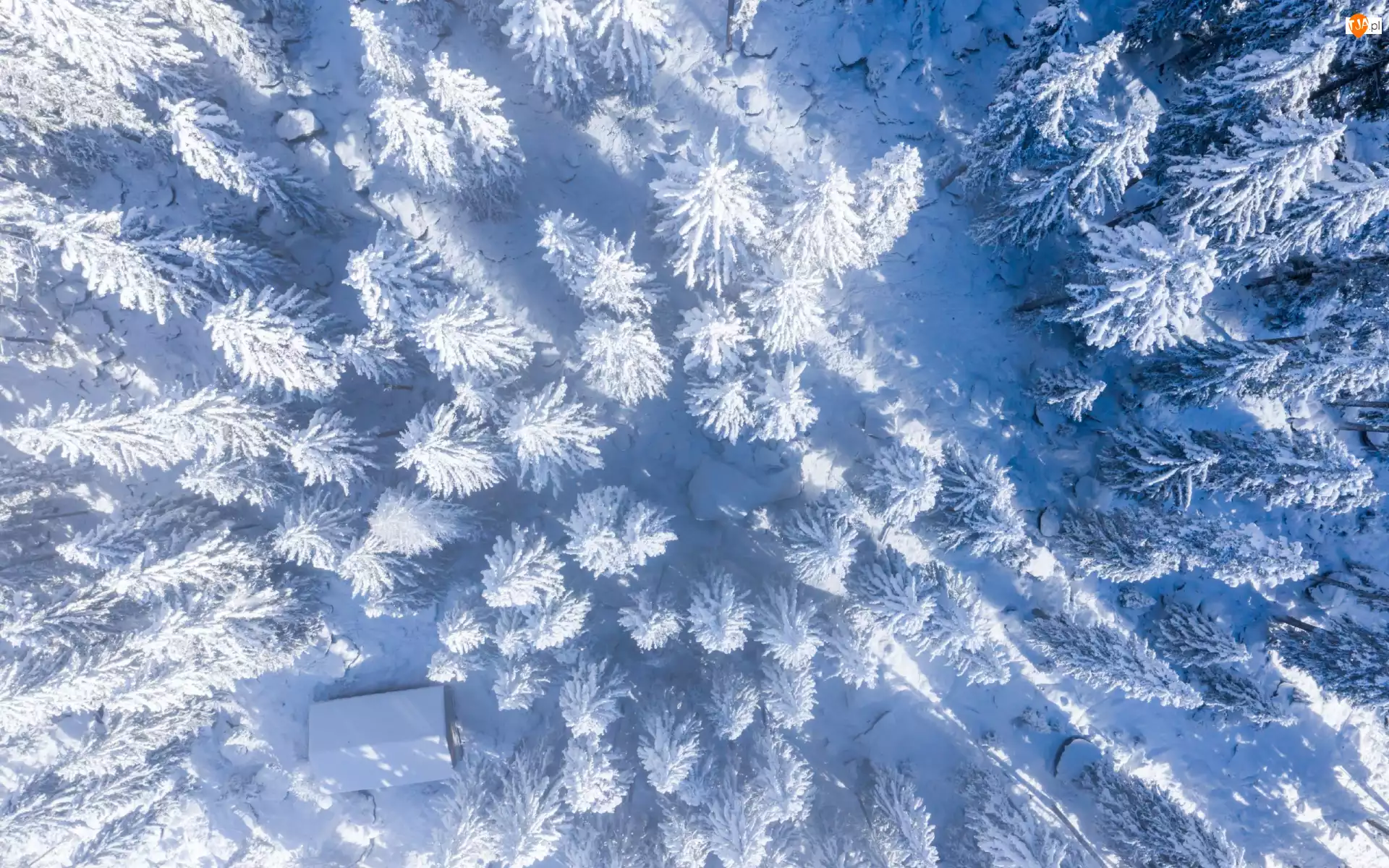 Drzewa, Zima, Śnieg, Z lotu ptaka, Las, Dom