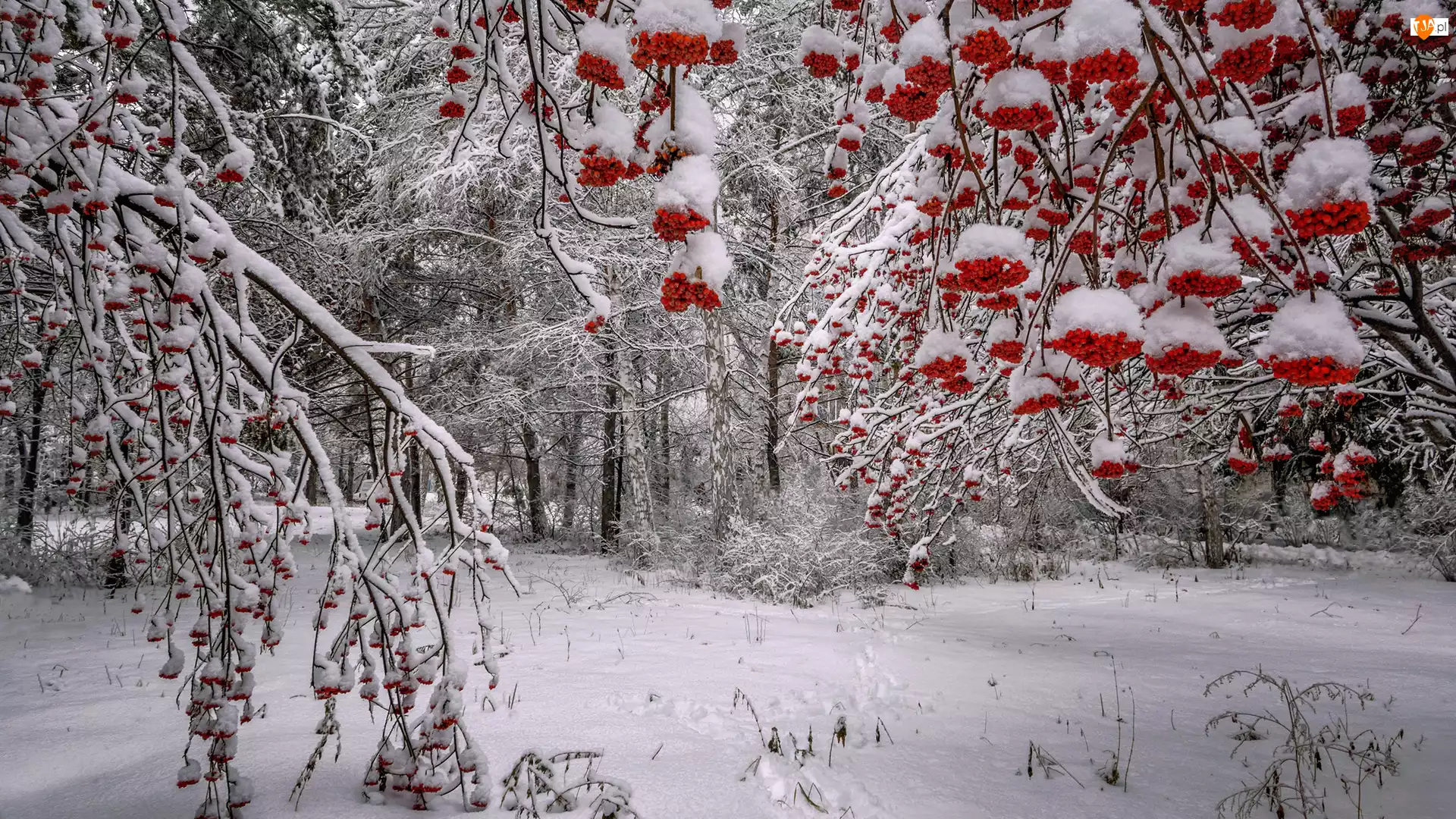 Śnieg, Drzewa, Jarzębina, Zima