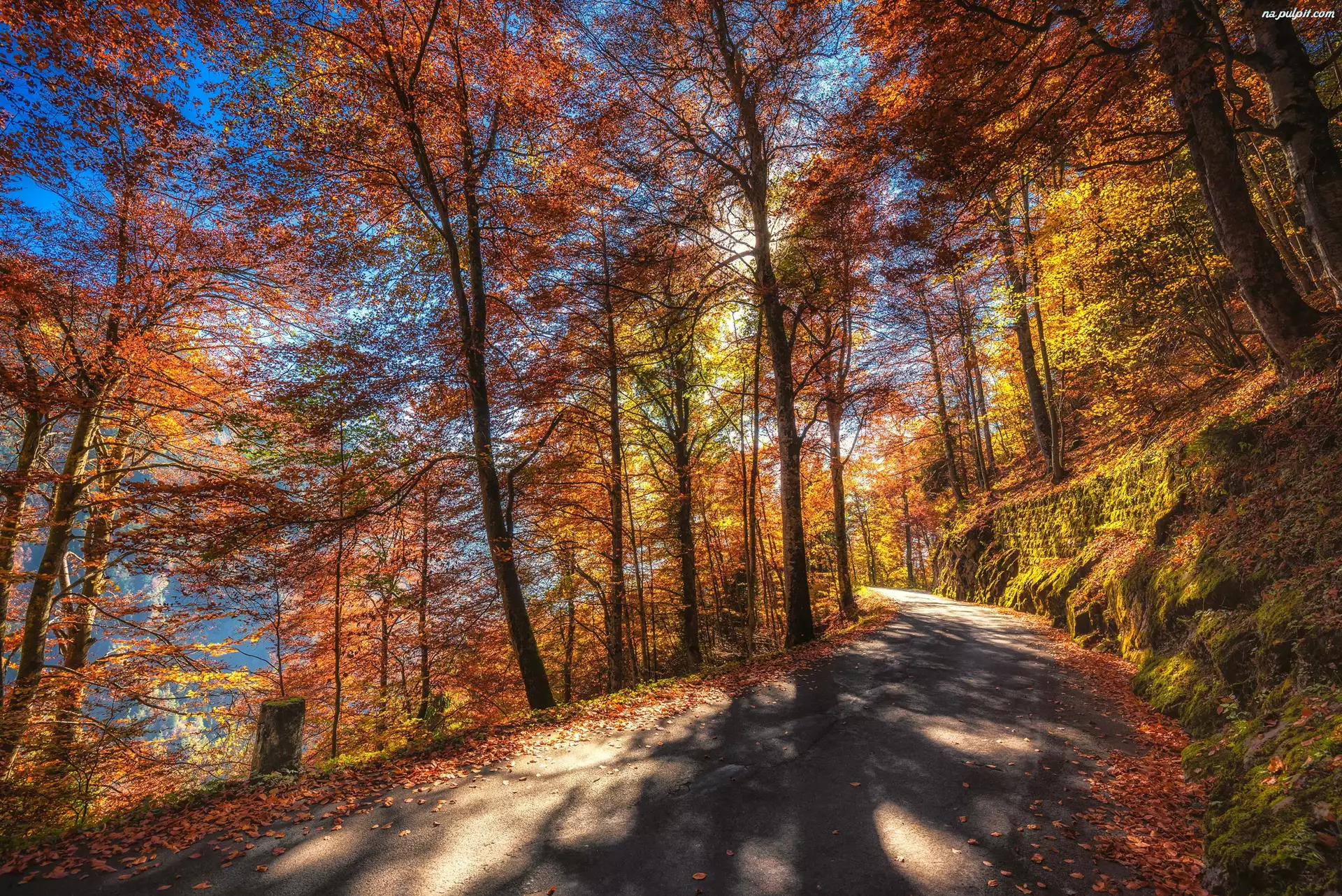 Droga, Jesień, Kolorowe, Drzewa