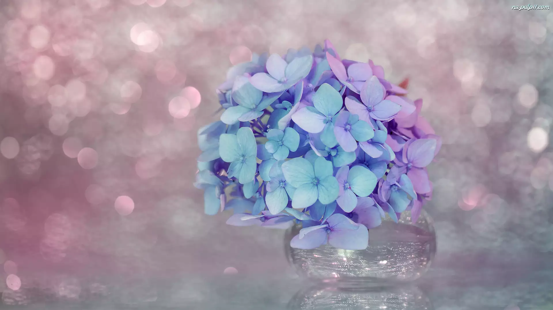 Kwiaty, Hortensja, Niebiesko-różowe
