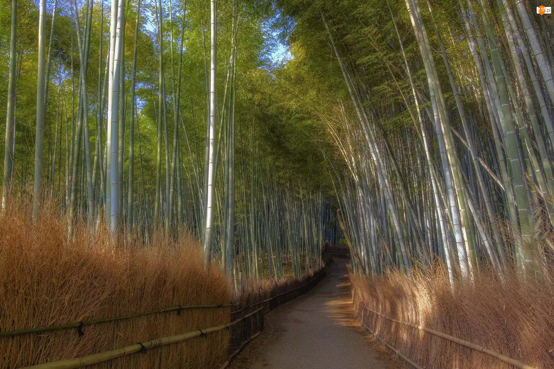 Las bambusowy, Bambusy, Arashiyama, Japonia, Droga, Kioto