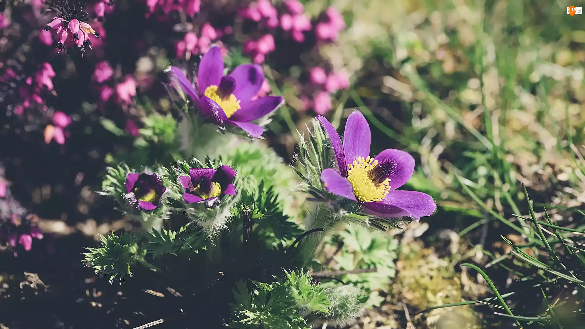 Fioletowe, Rozkwitające, Kwiaty, Sasanki