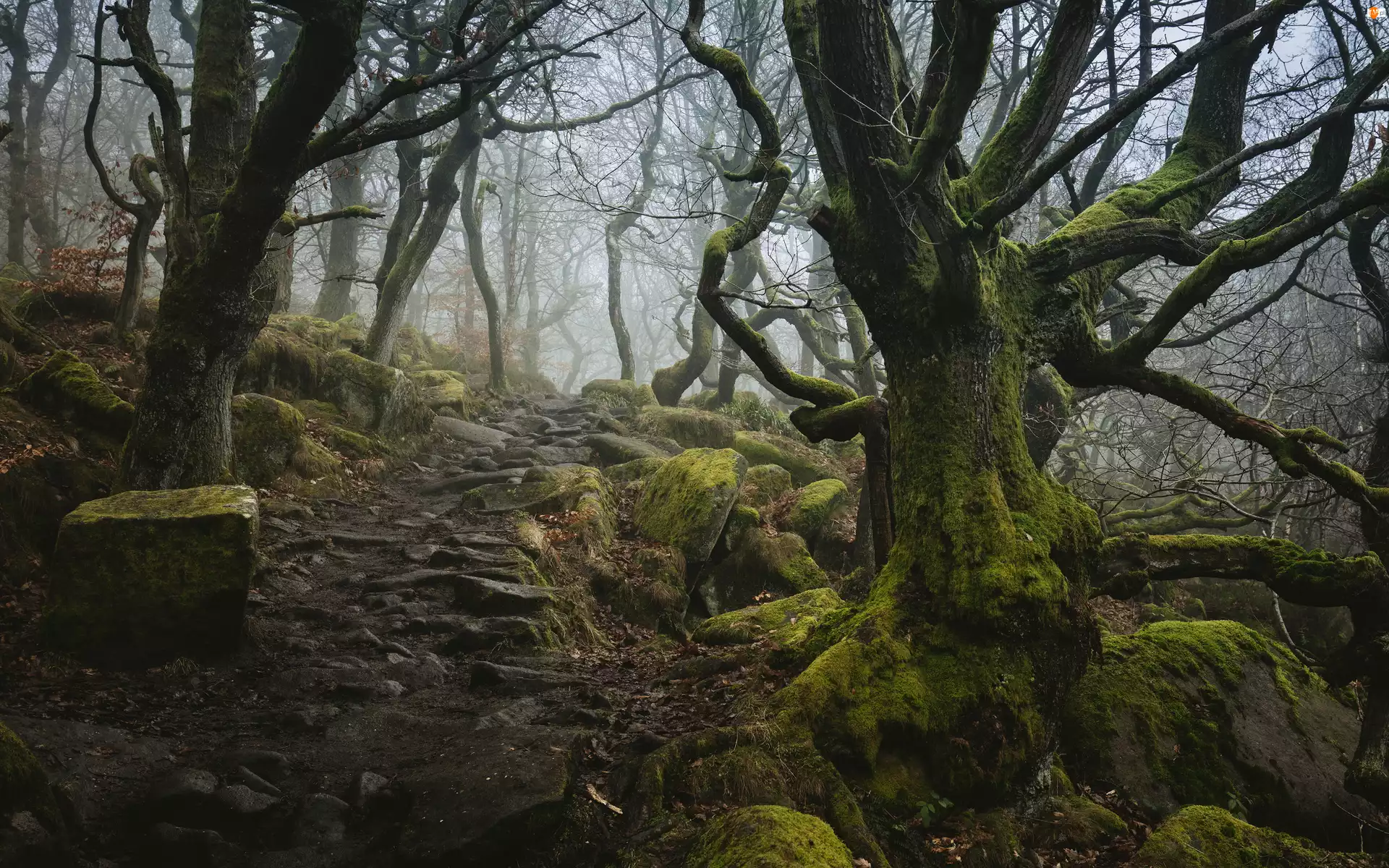 Las, Kamienie, Dolina Padley Gorge, Anglia, Drzewa