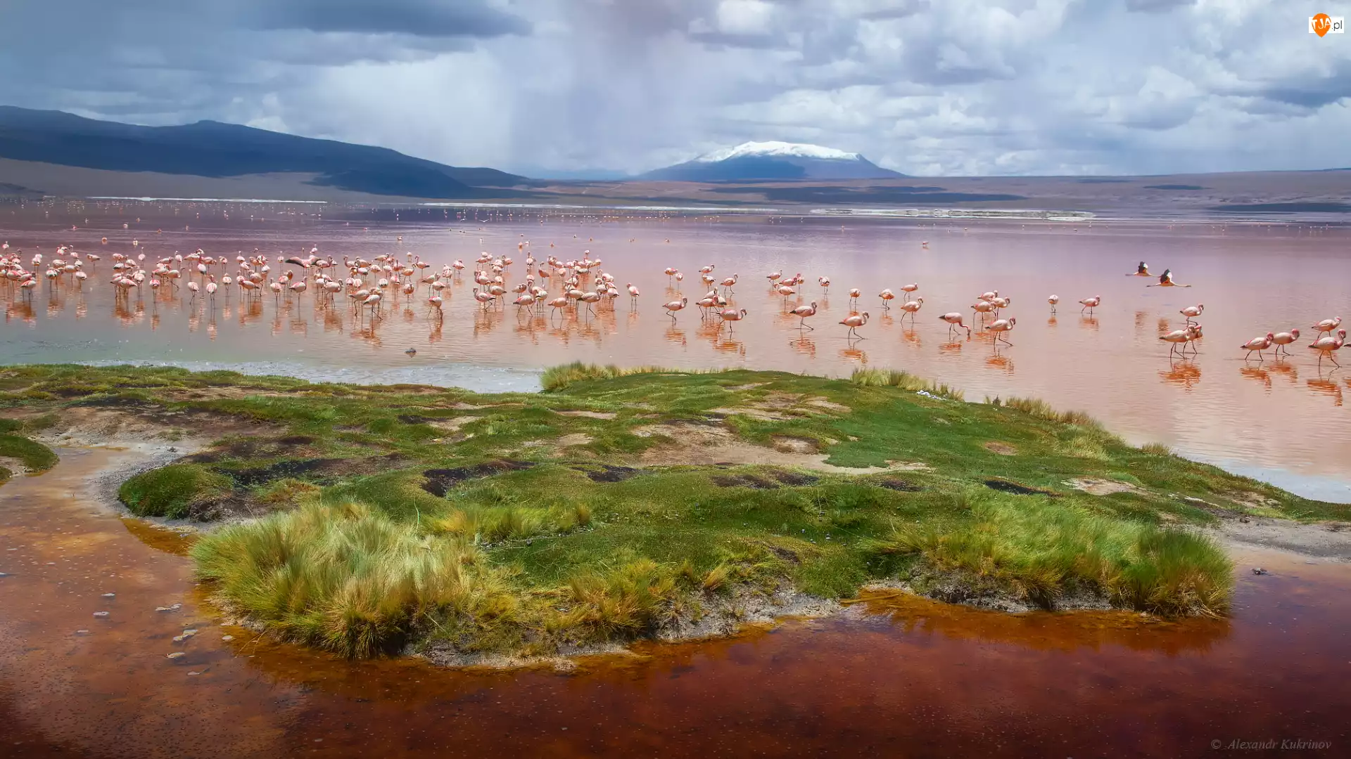 Laguna Colorada, Ptaki, Boliwia, Jezioro, Andy, Góry, Flamingi