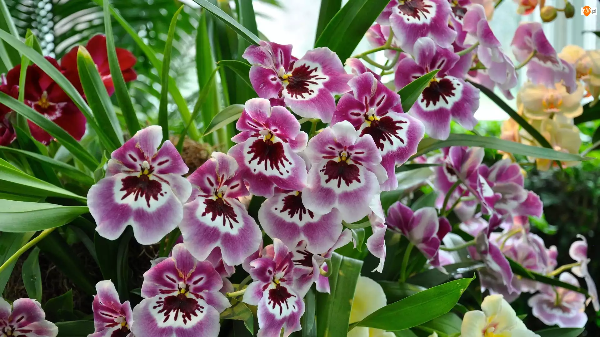 Orchidea, Jasnofioletowe, Kwiaty, Storczyki