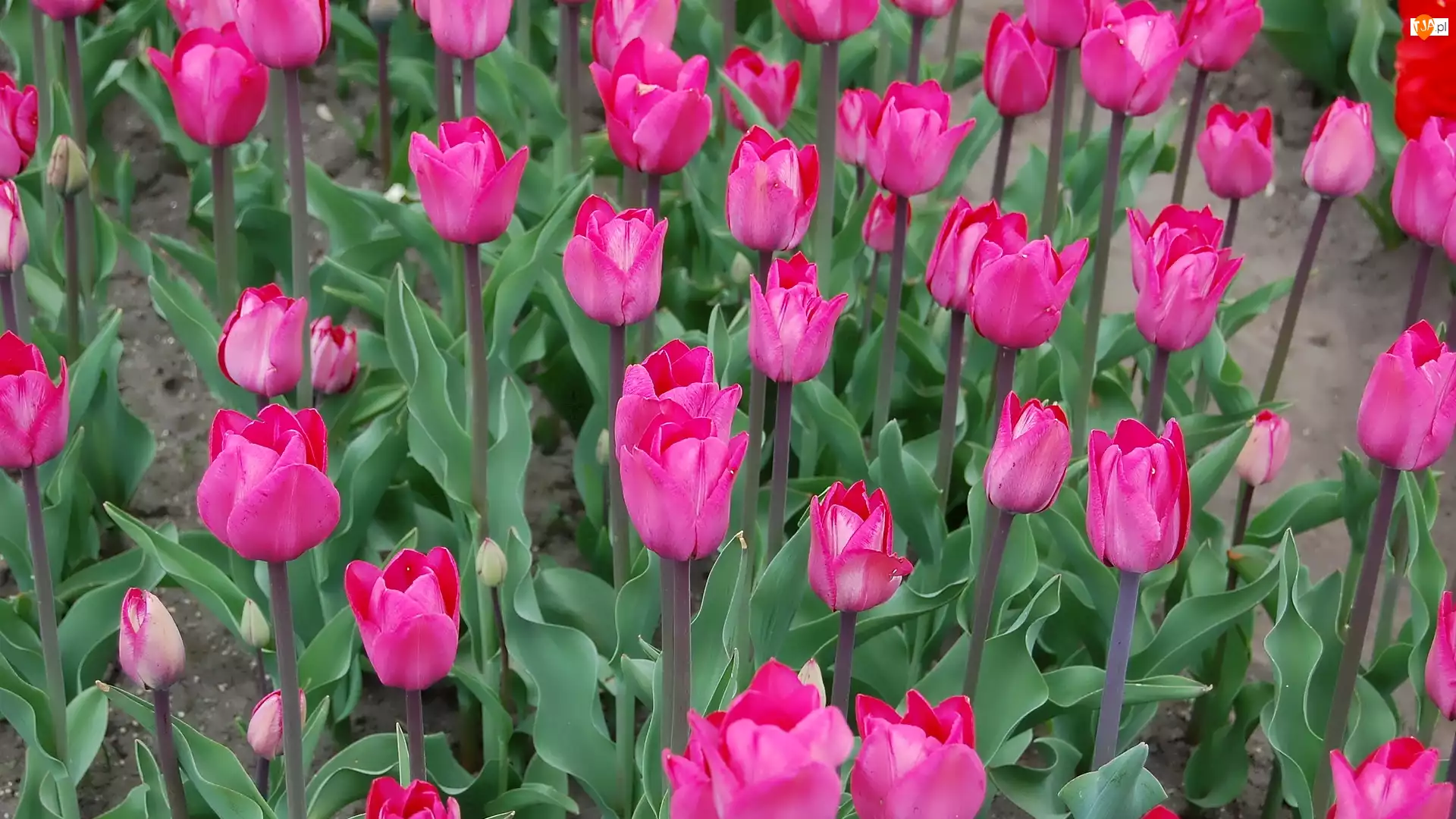 Tulipany, Ciemnoróżowe, Kwiaty