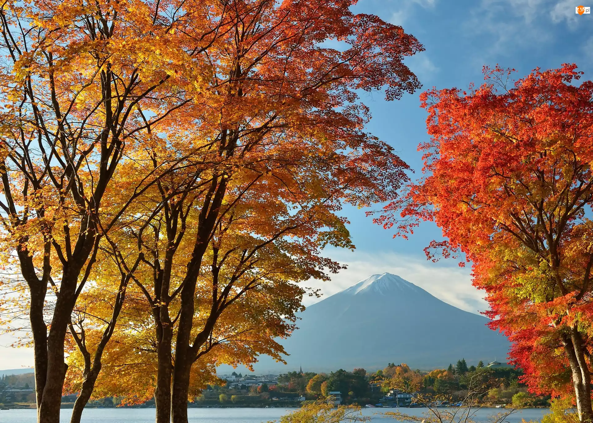 Las, Japonia, Fuji, Góra, Drzewa