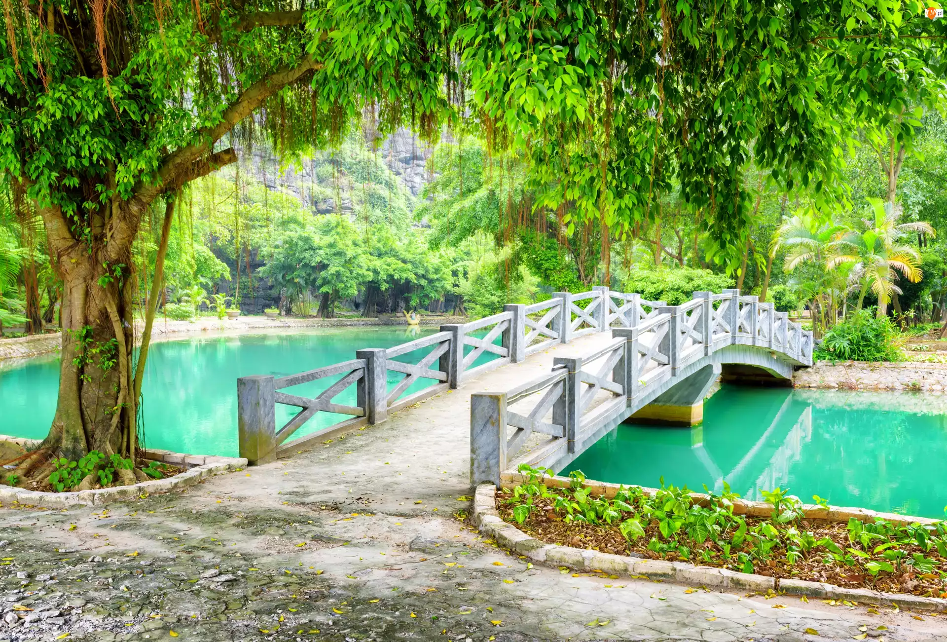 Park, Wietnam, Rzeka, Drzewo, Mostek, Prowincja Ninh Binh