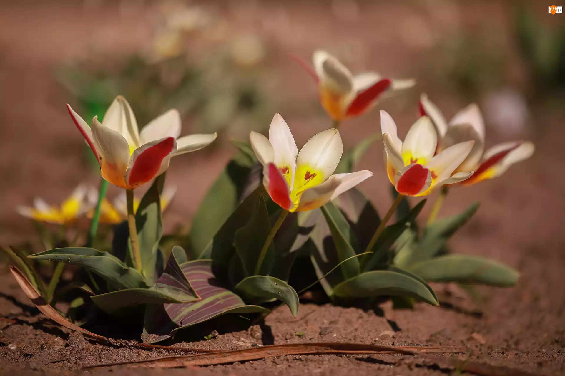 Kwiaty, Rozkwitnięte, Tulipany
