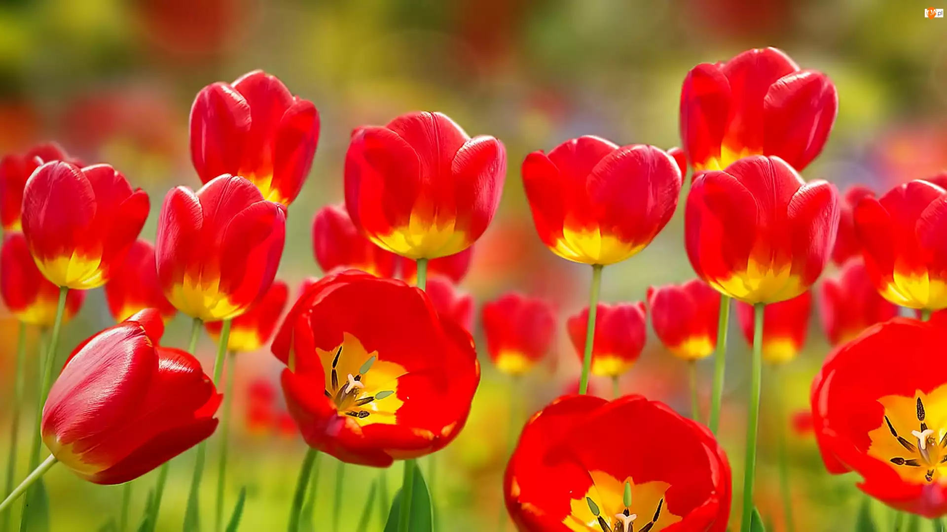 Tulipany, Czerwone, Rozkwitające