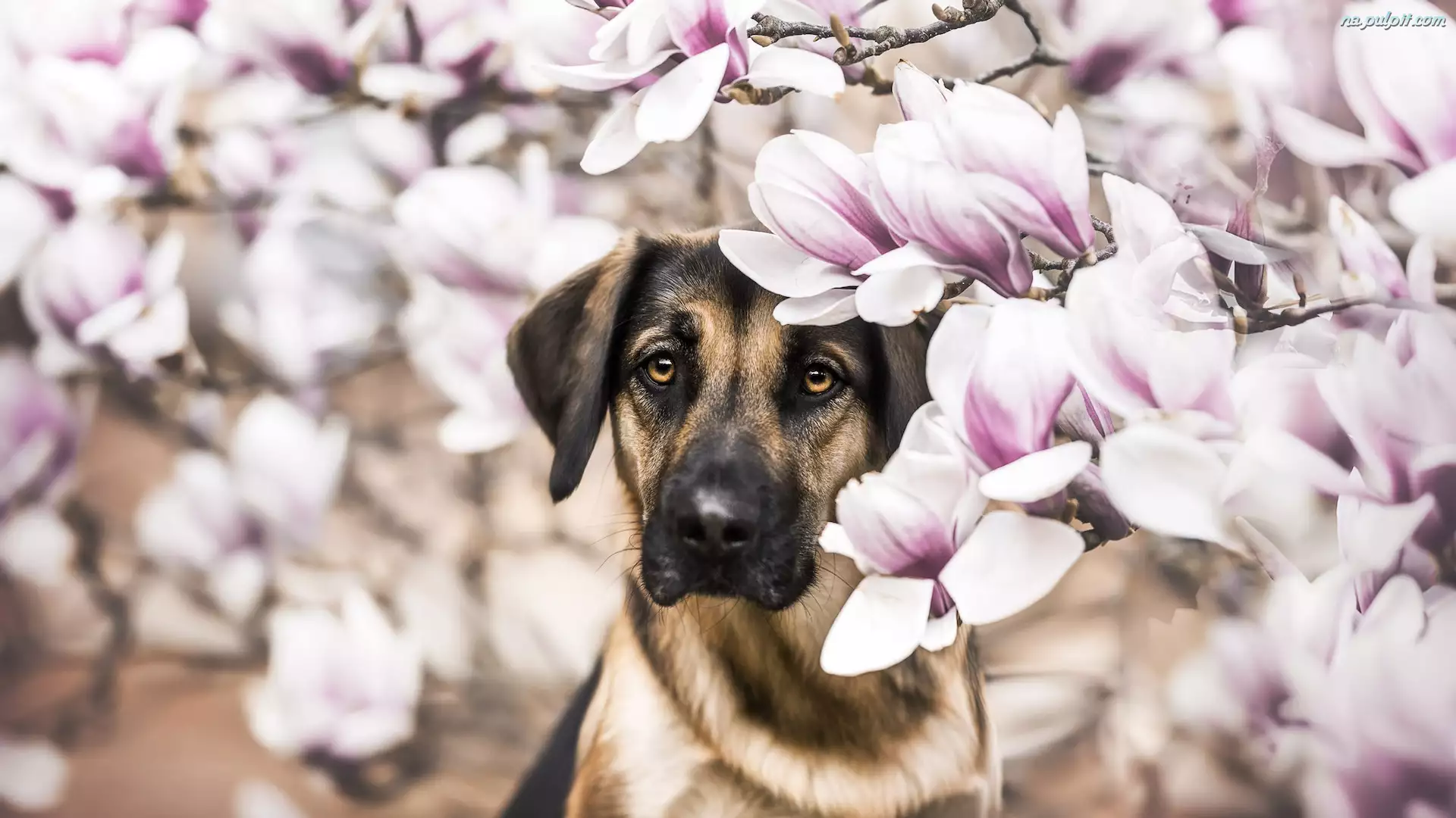 Magnolie, Pies, Brązowy, Kwiaty