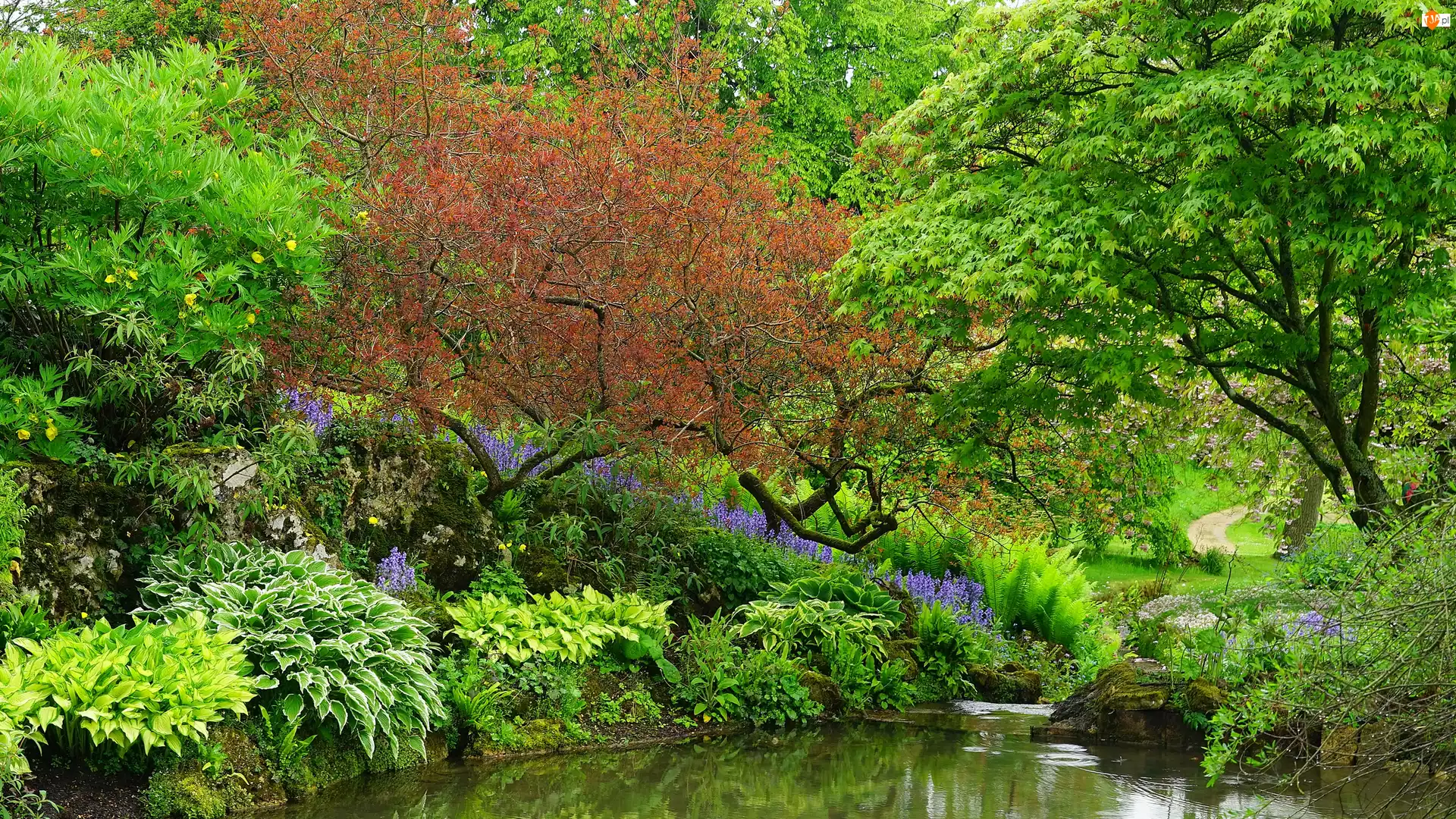 Park Sezincote, Drzewa, Hrabstwo Gloucestershire, Anglia, Staw