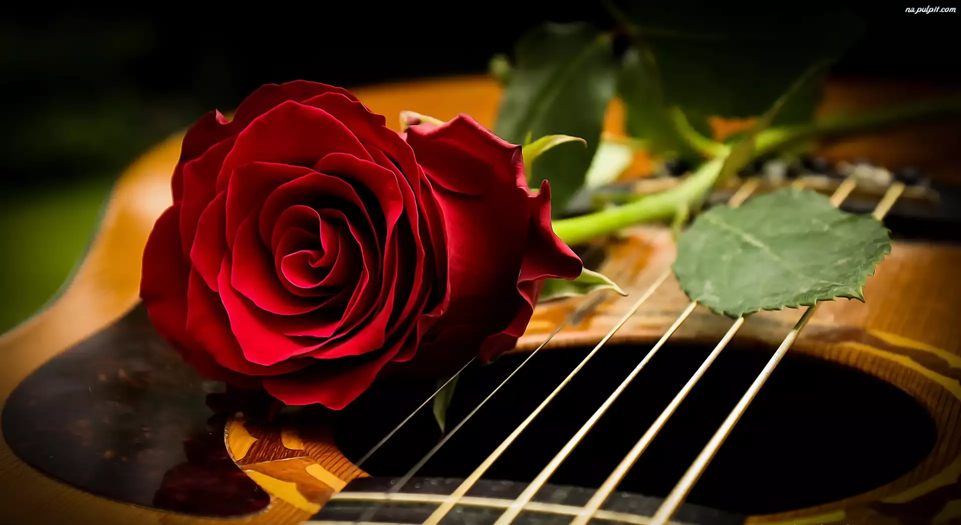 Gitara, Czerwona, Róża