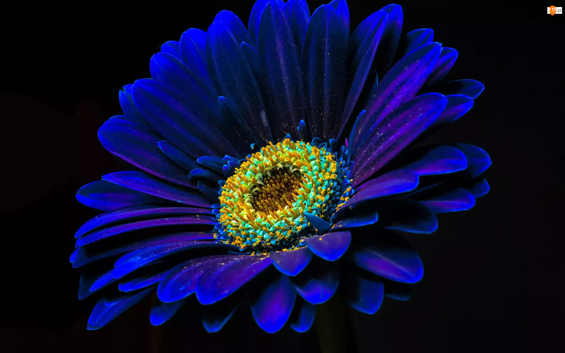 Gerbera, Kwiat, Niebieska