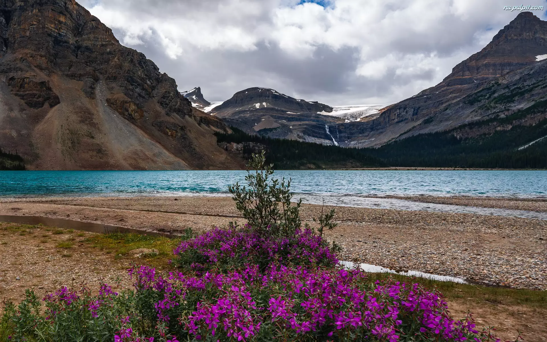 Drzewa, Kanada, Jezioro Bow Lake, Kwiaty, Prowincja Alberta, Góry, Chmury, Park Narodowy Banff