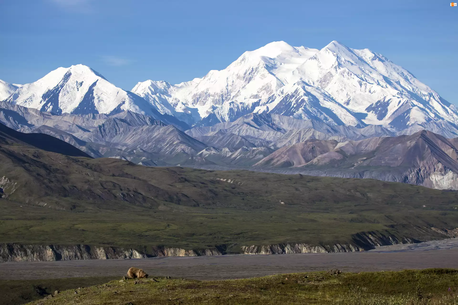 Góry Alaska, Stany Zjednoczone, Kordyliery, Szczyt Denali, Stan Alaska, Niedźwiedzie, Mount McKinley, Park Narodowy Denali