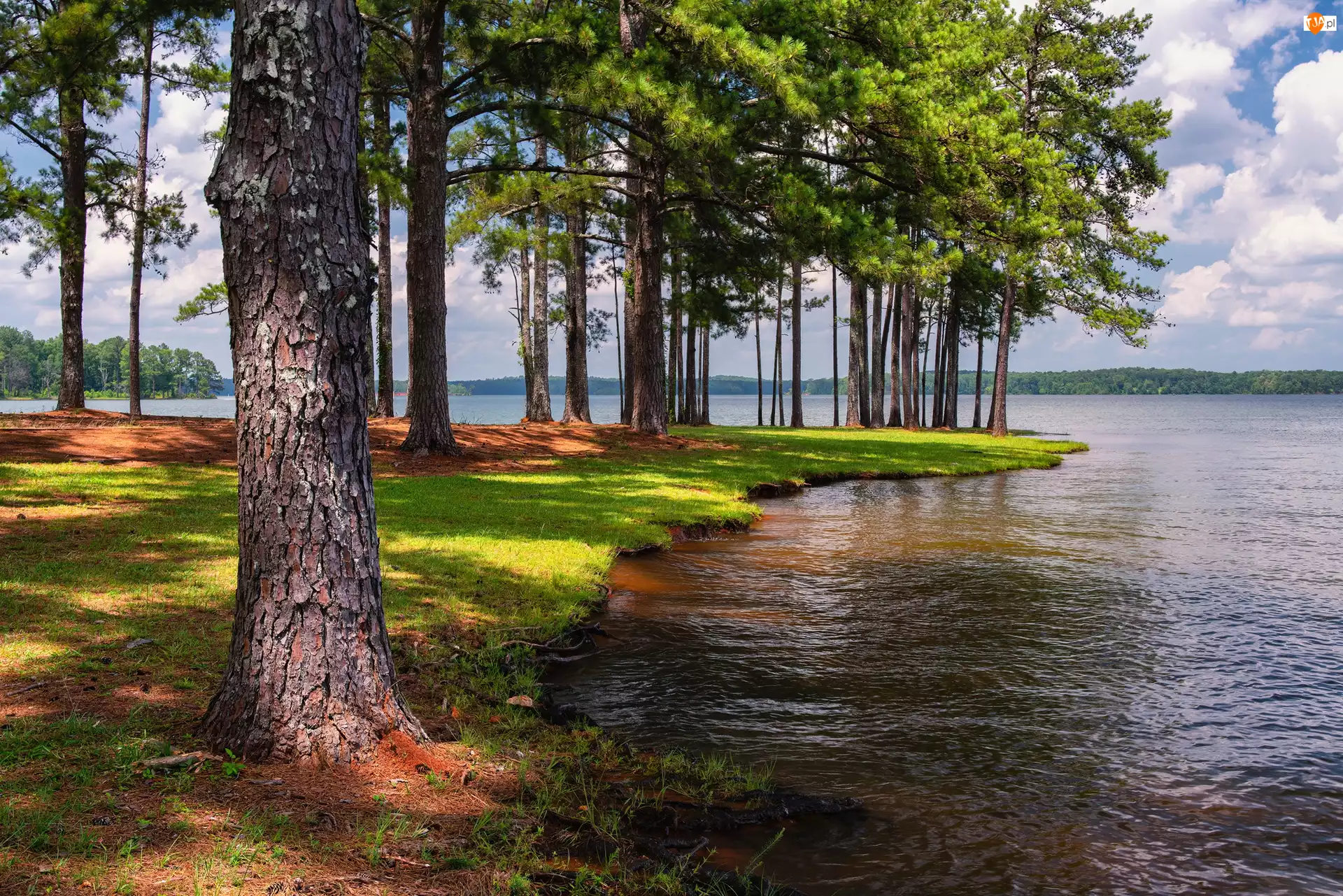Jezioro, Drzewa, A.L. Anderson Park, Stany Zjednoczone, West Point Lake, Floryda