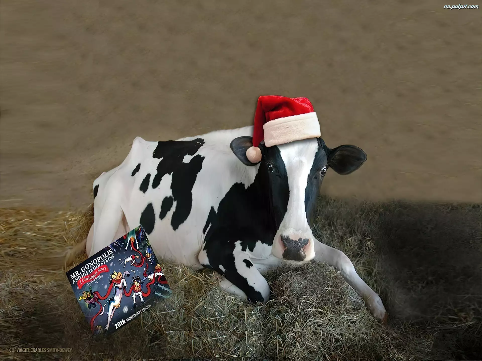 Krowa, BoĹźe Narodzenie