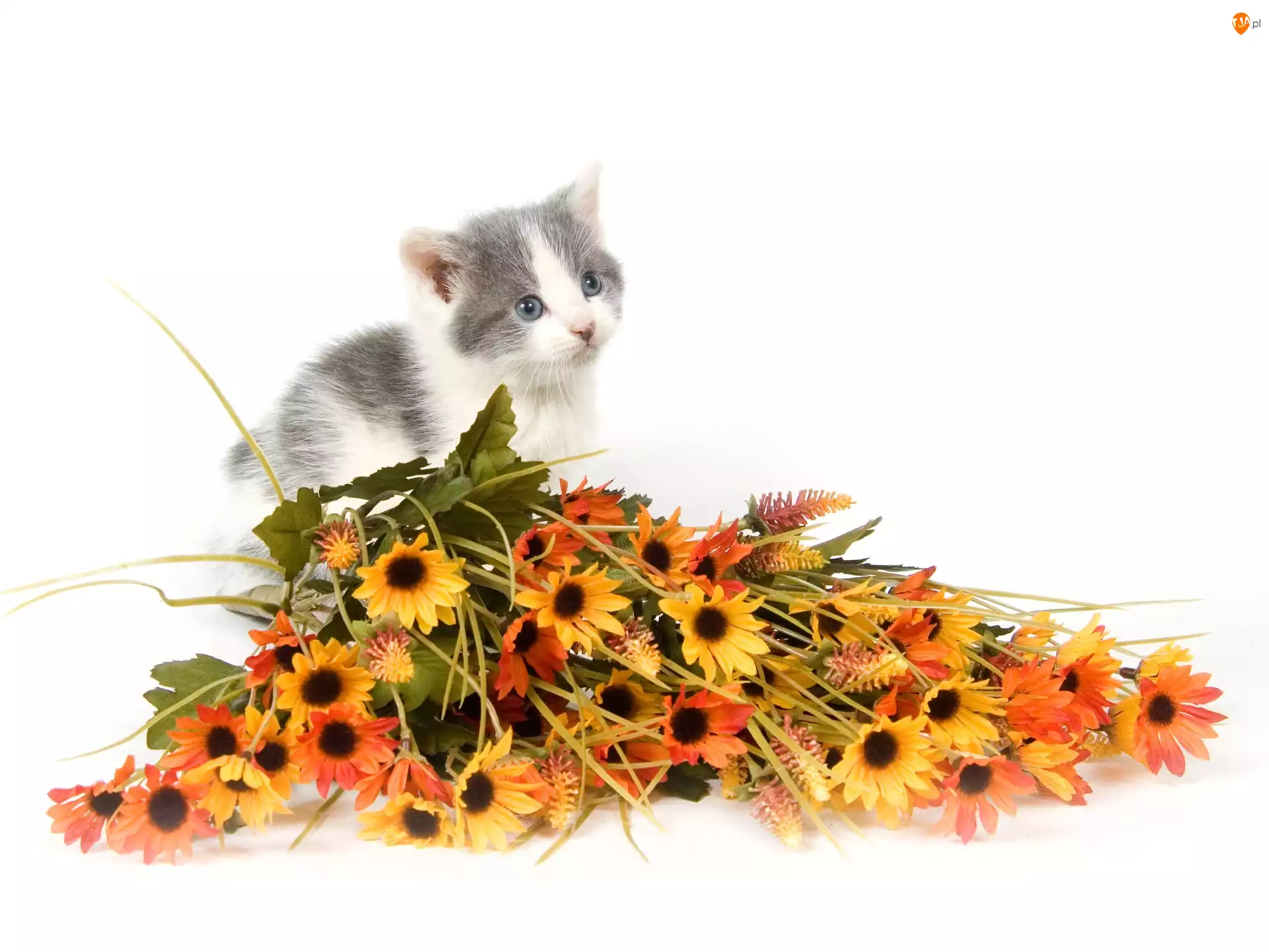 Kot, Kwiaty