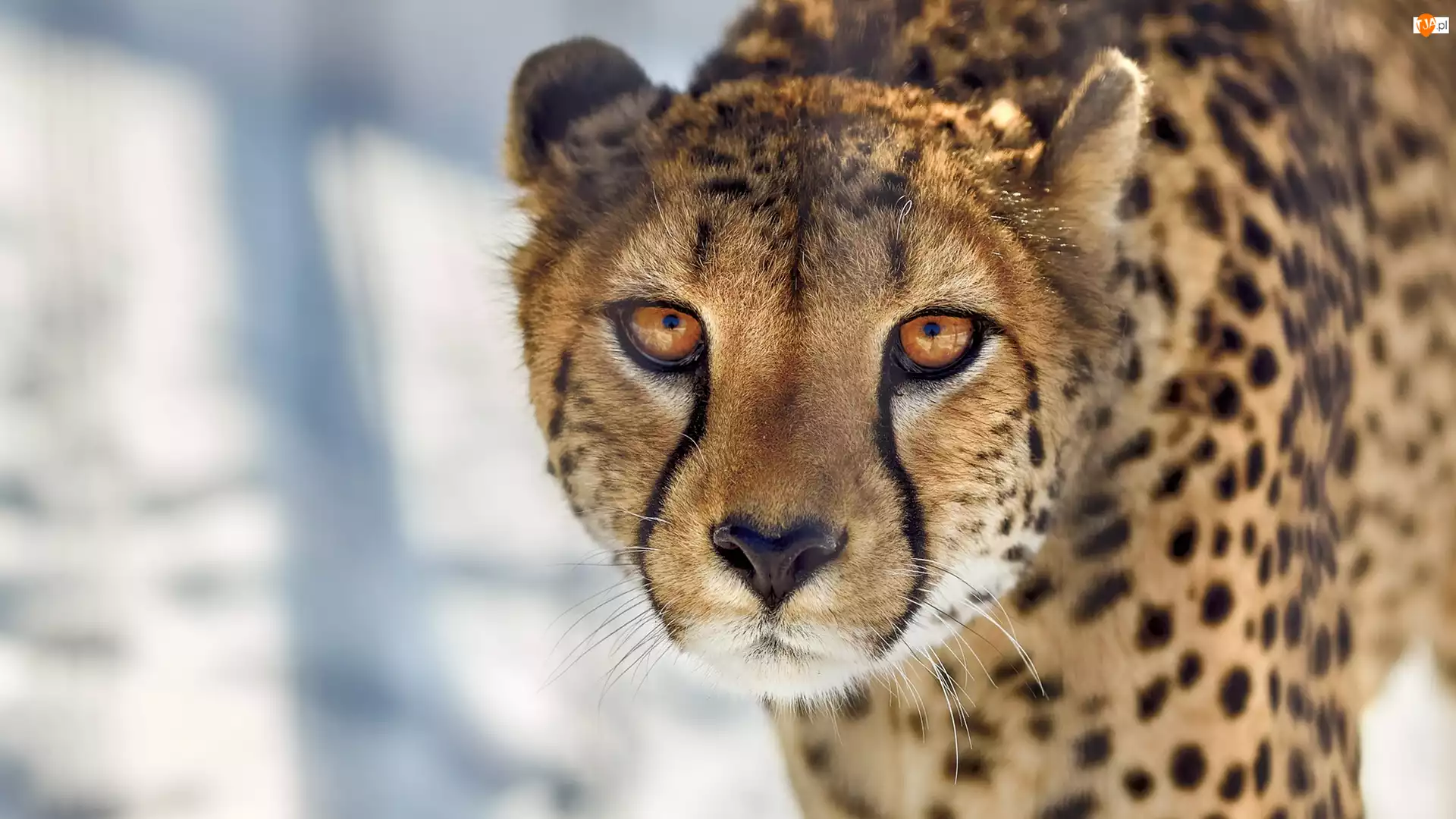 Gepard, Zapatrzony