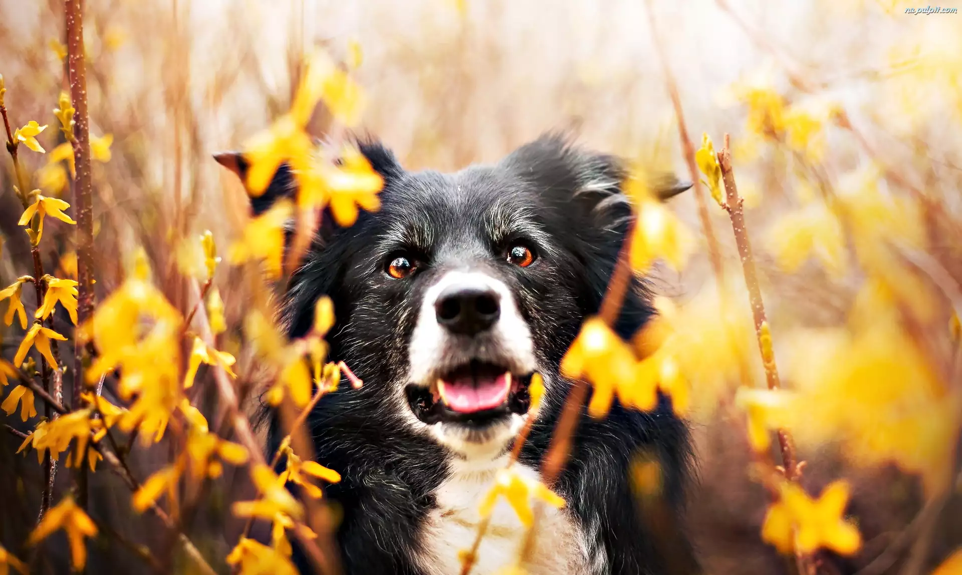 Forsycja, Border Collie